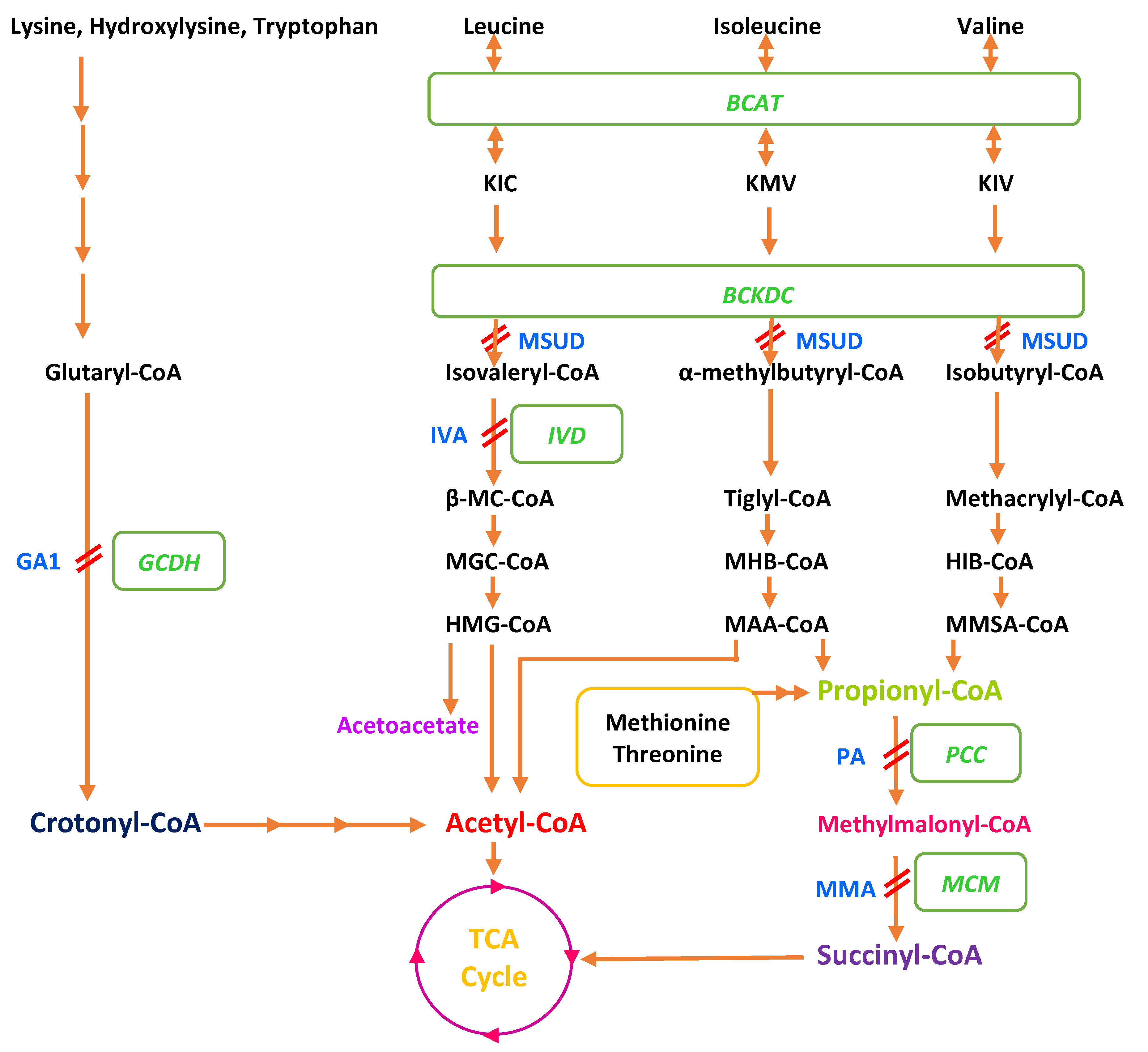 Metabolites 13 00518 g001