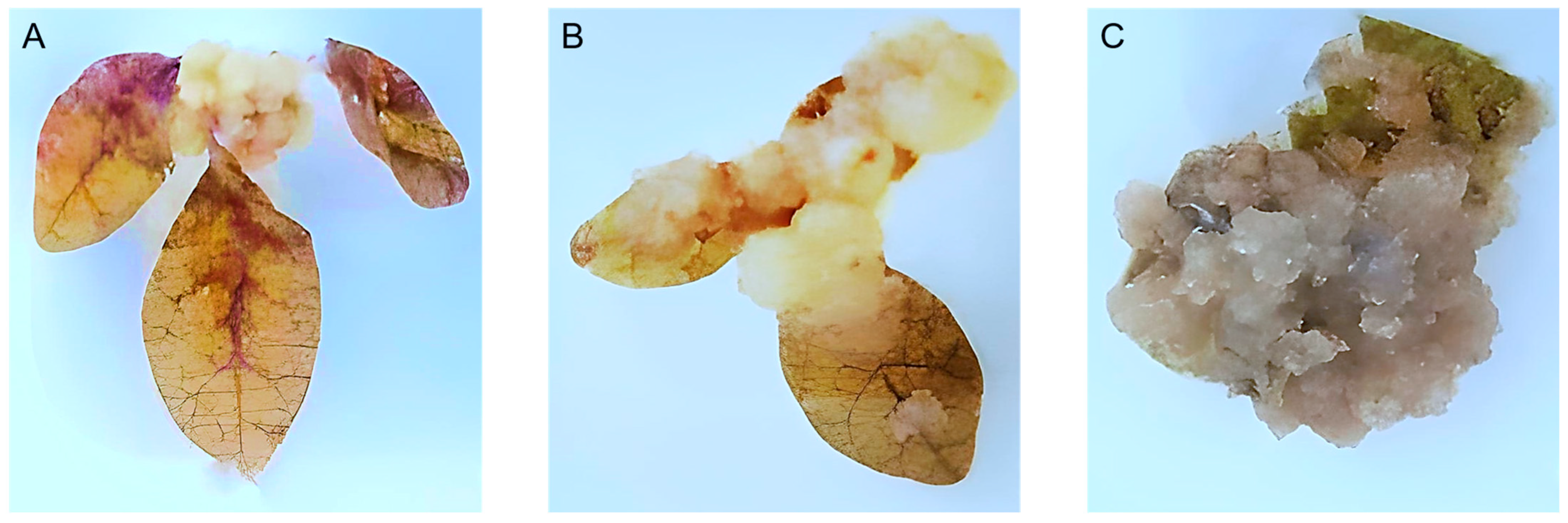 Metabolites 13 00537 g001 Metabolites 13 00537 g001