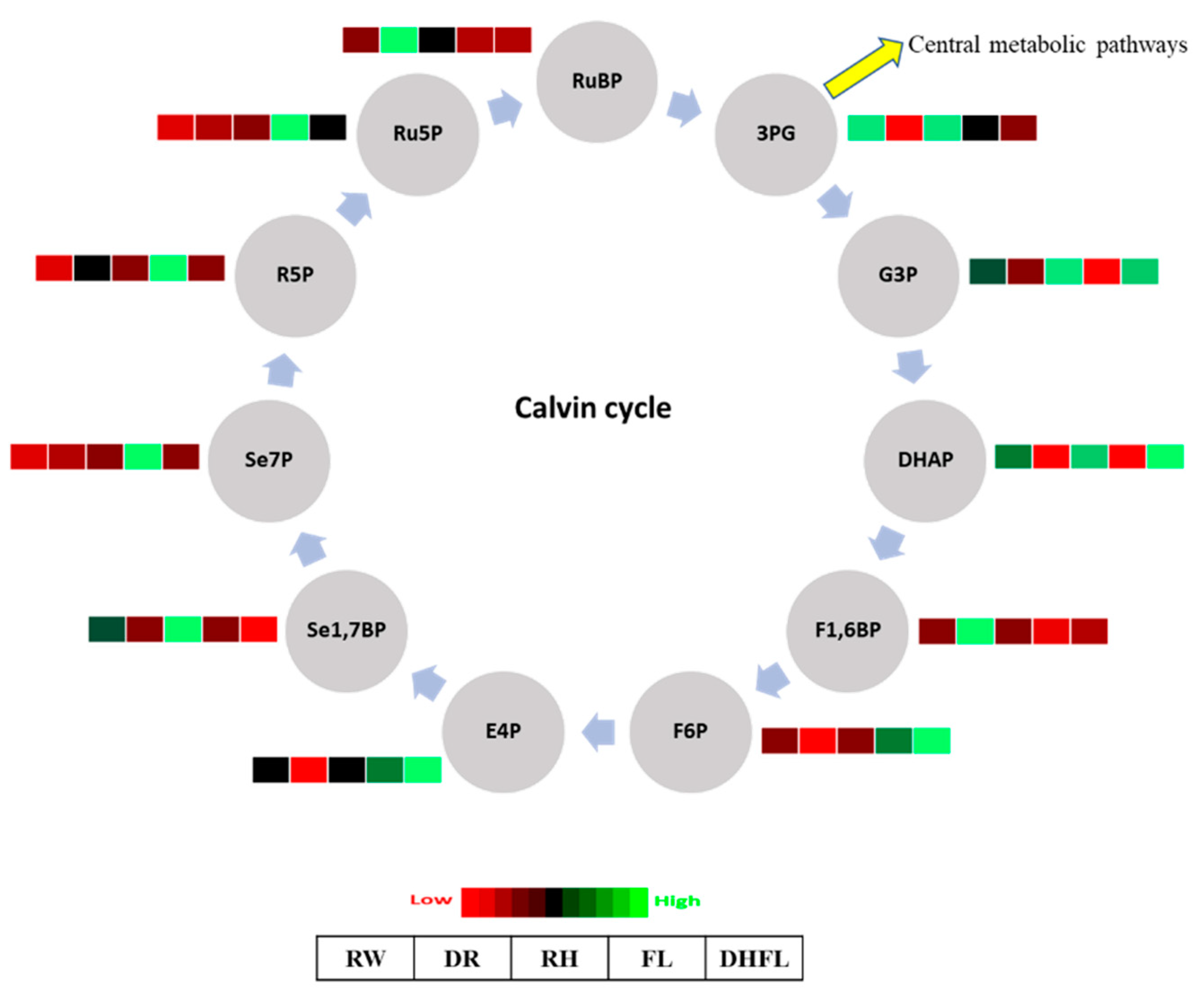 Metabolites 13 00539 g002