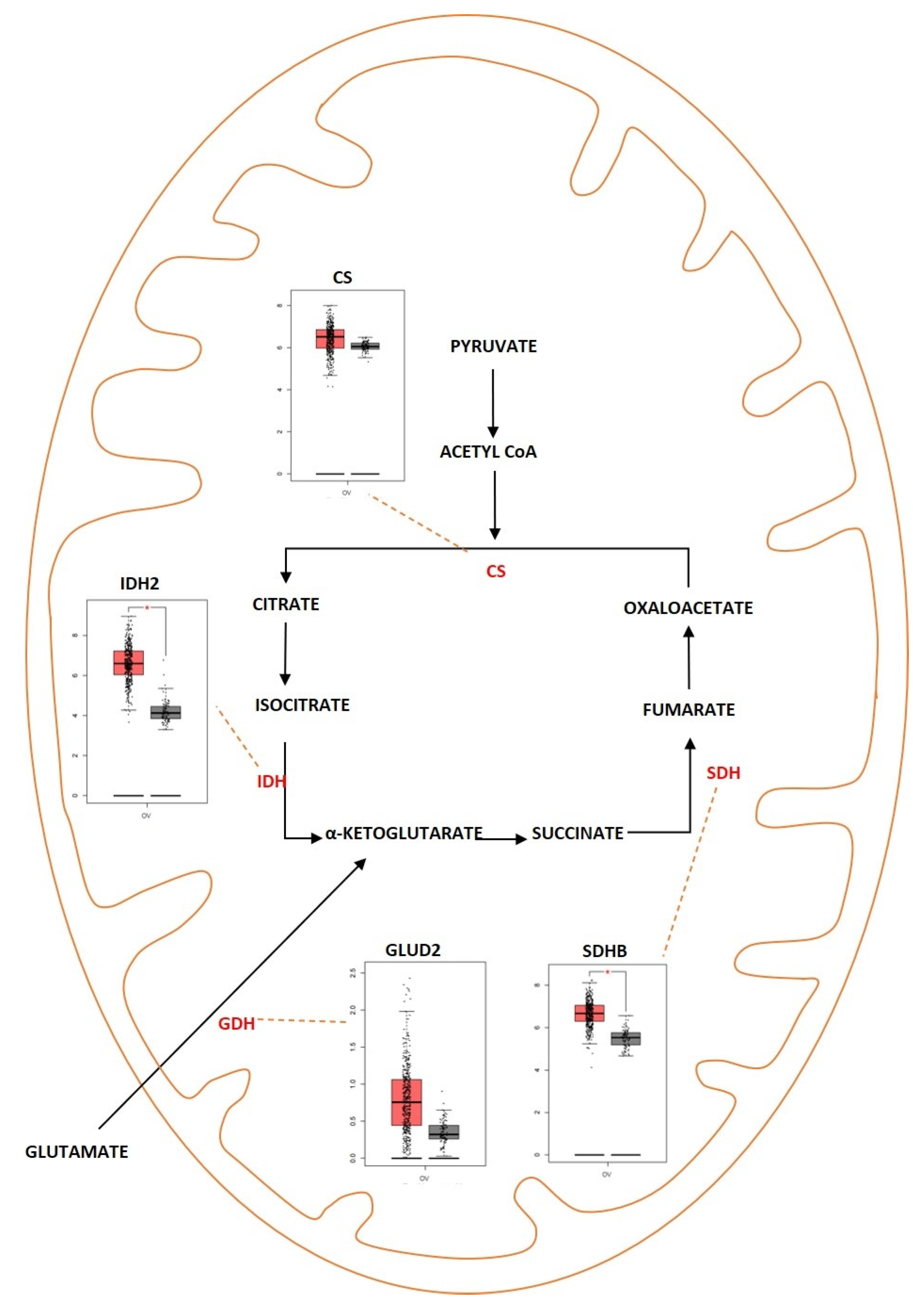 Metabolites 13 00560 g004