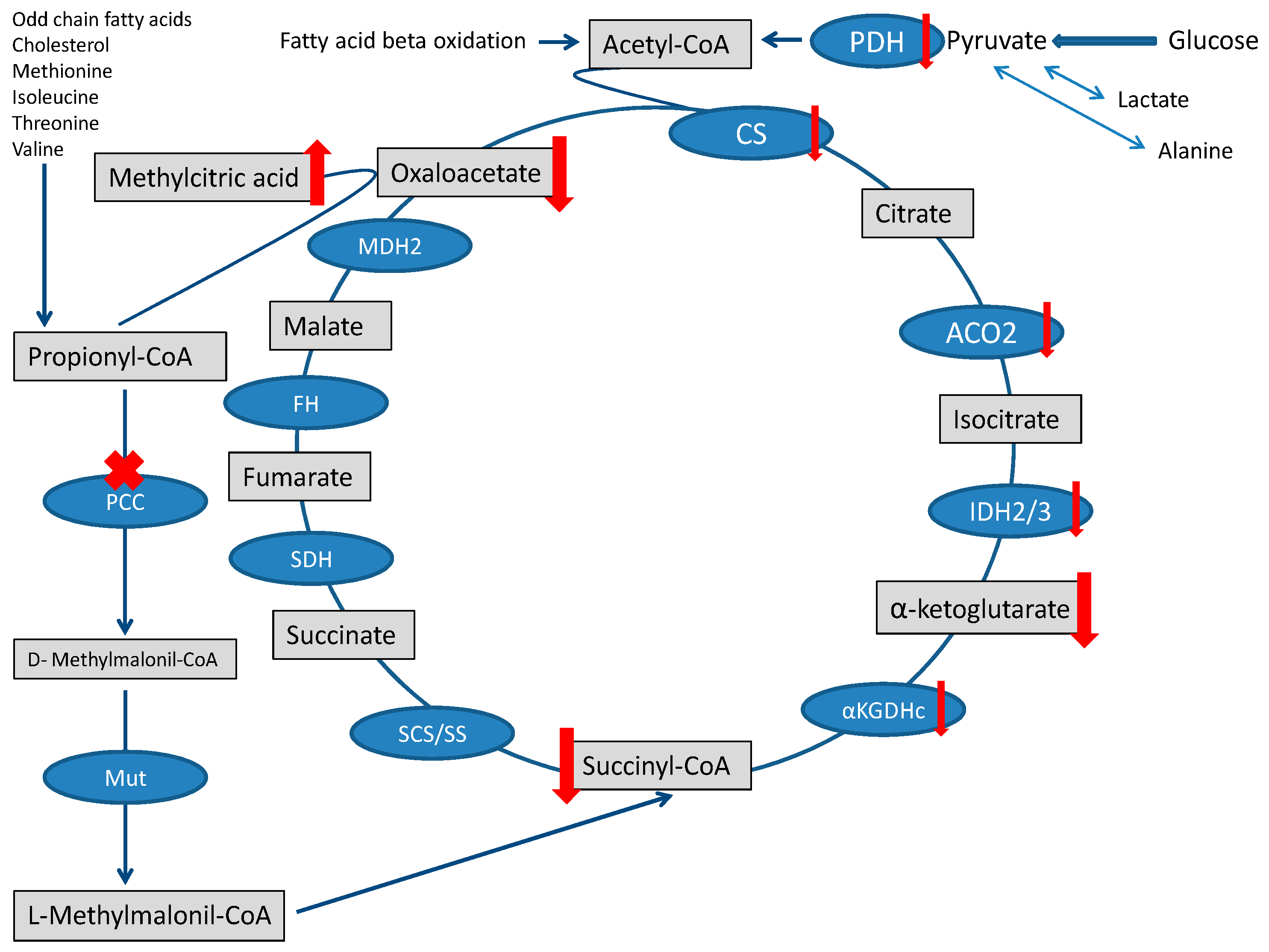 Metabolites 13 00563 g002 Metabolites 13 00563 g002