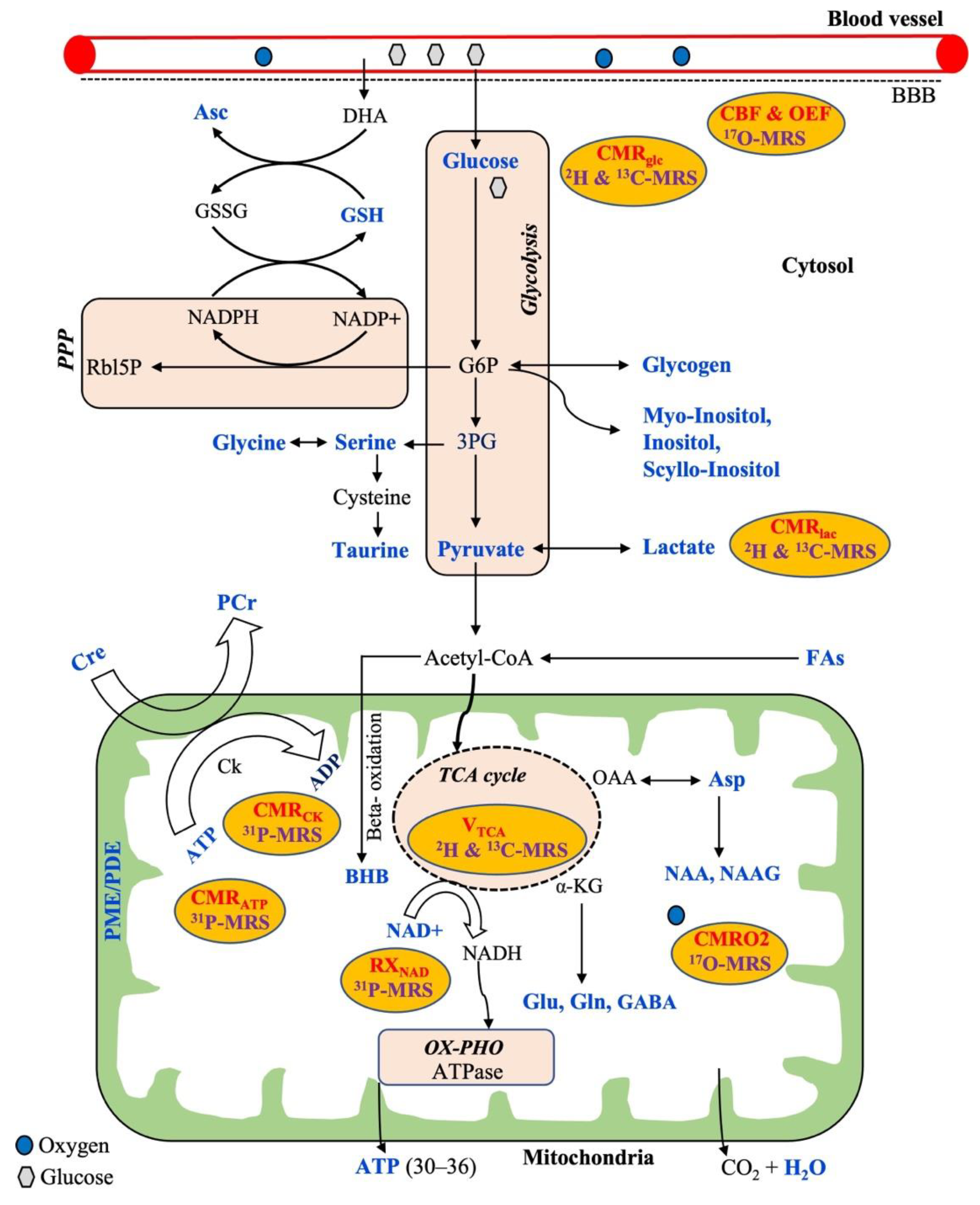 Metabolites 13 00577 g001 Metabolites 13 00577 g001