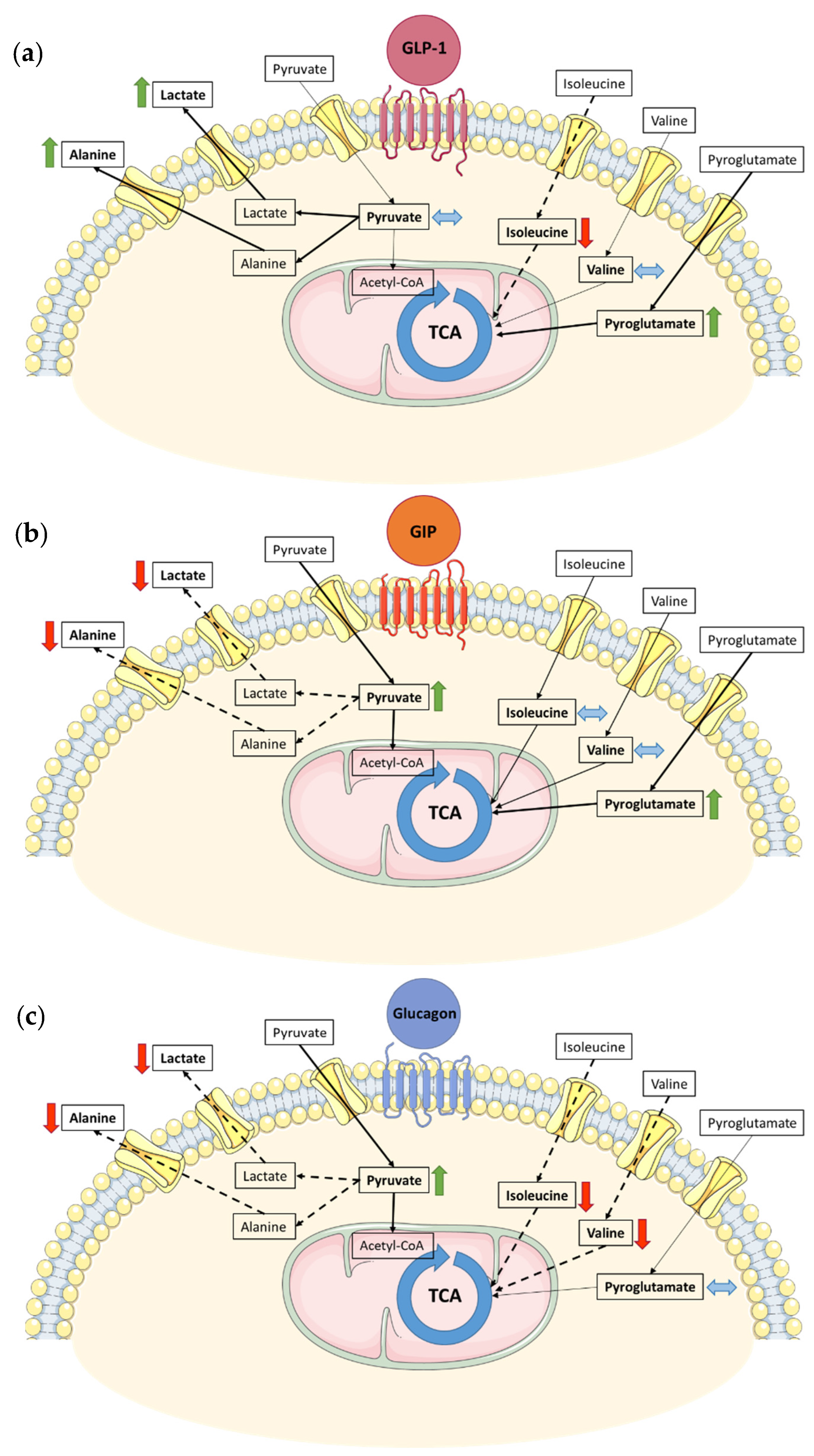 Metabolites 13 00587 g005