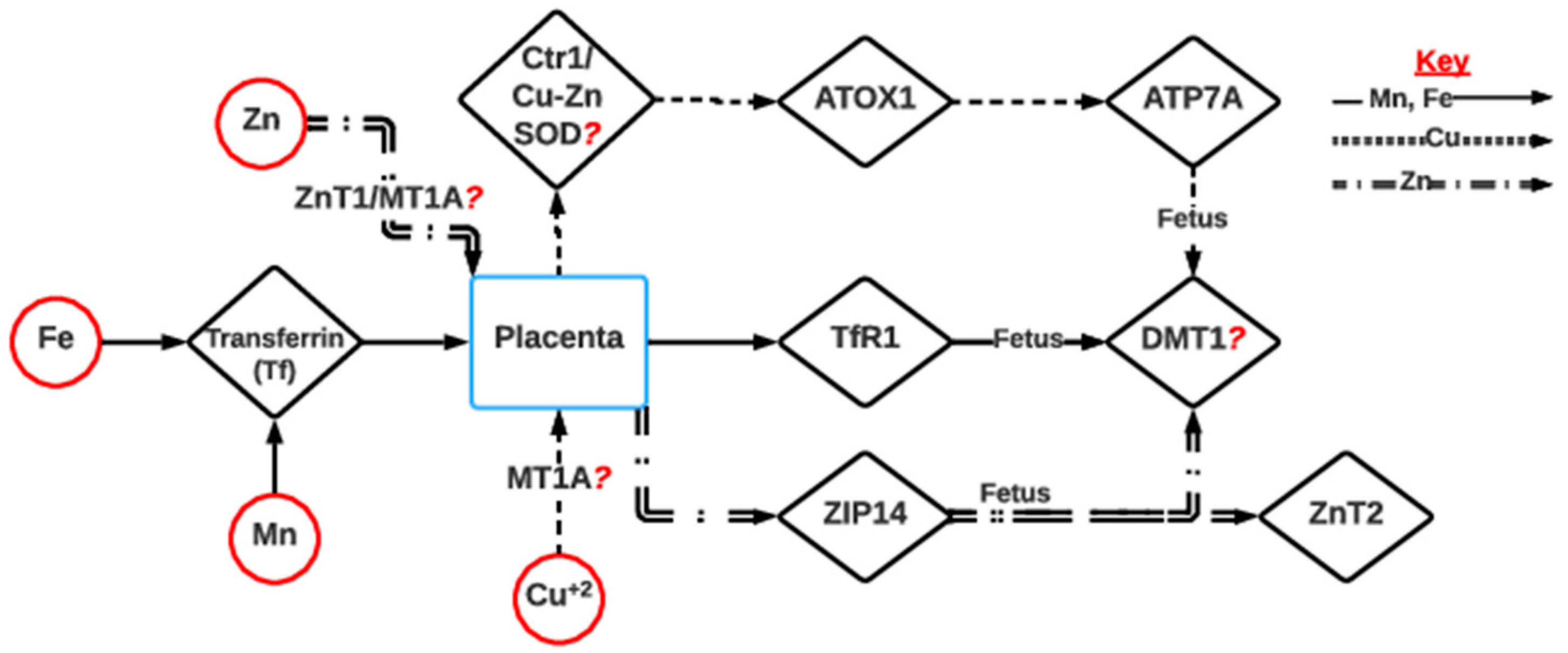 Metabolites 13 00593 g005