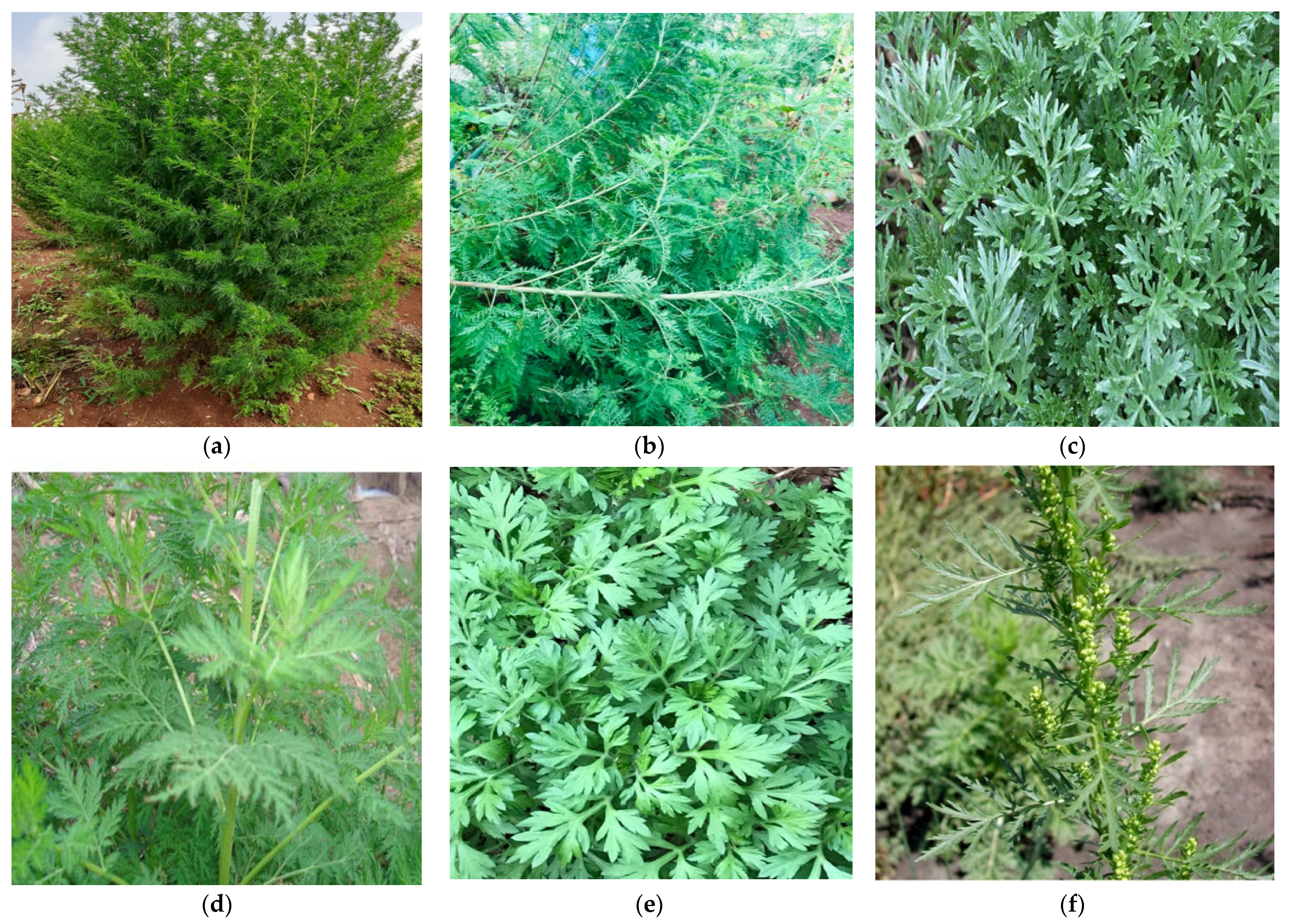 Metabolites 13 00613 g002a
