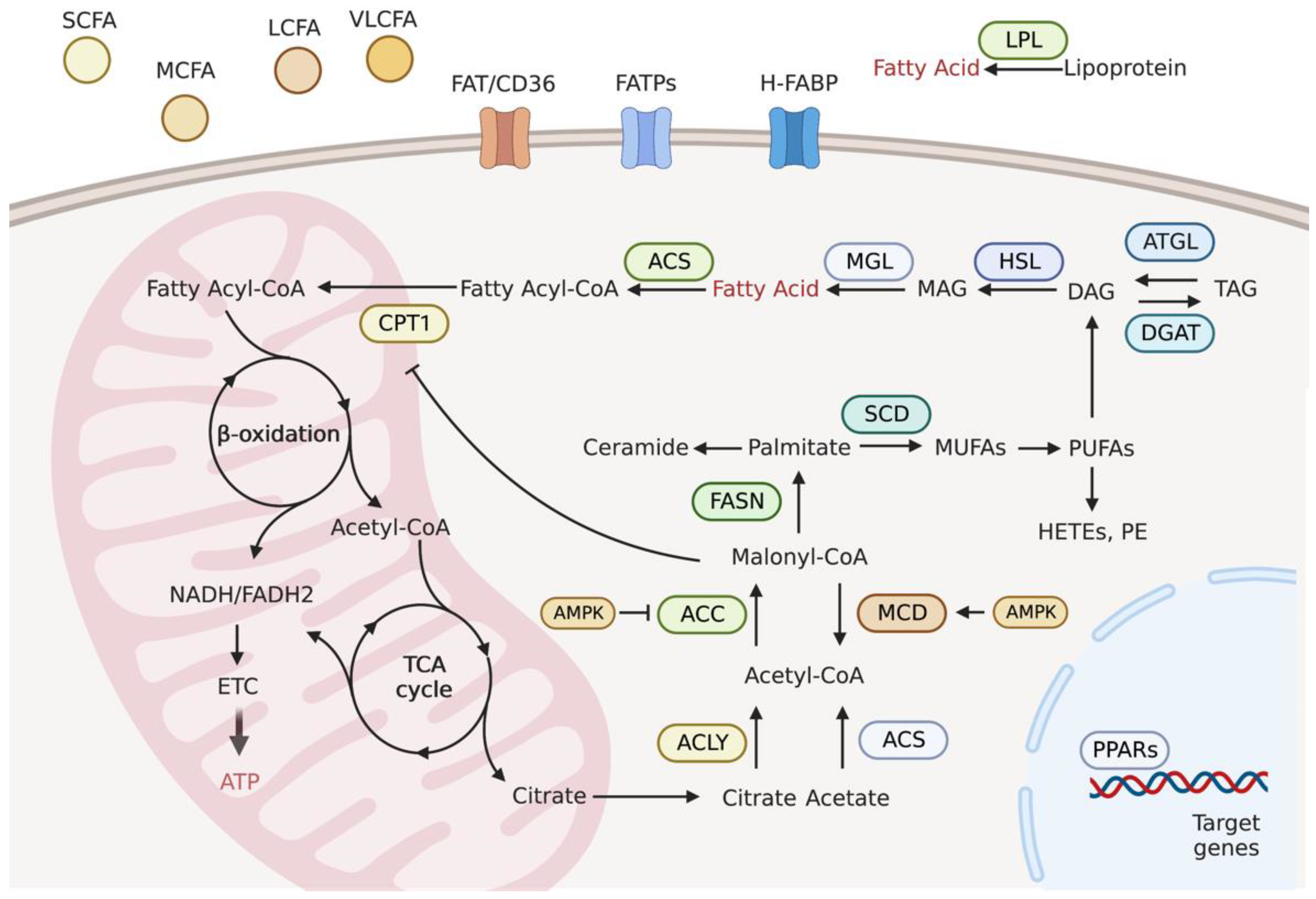 Metabolites 13 00615 g001