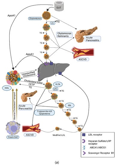 Metabolites 13 00621 g001a Metabolites 13 00621 g001a