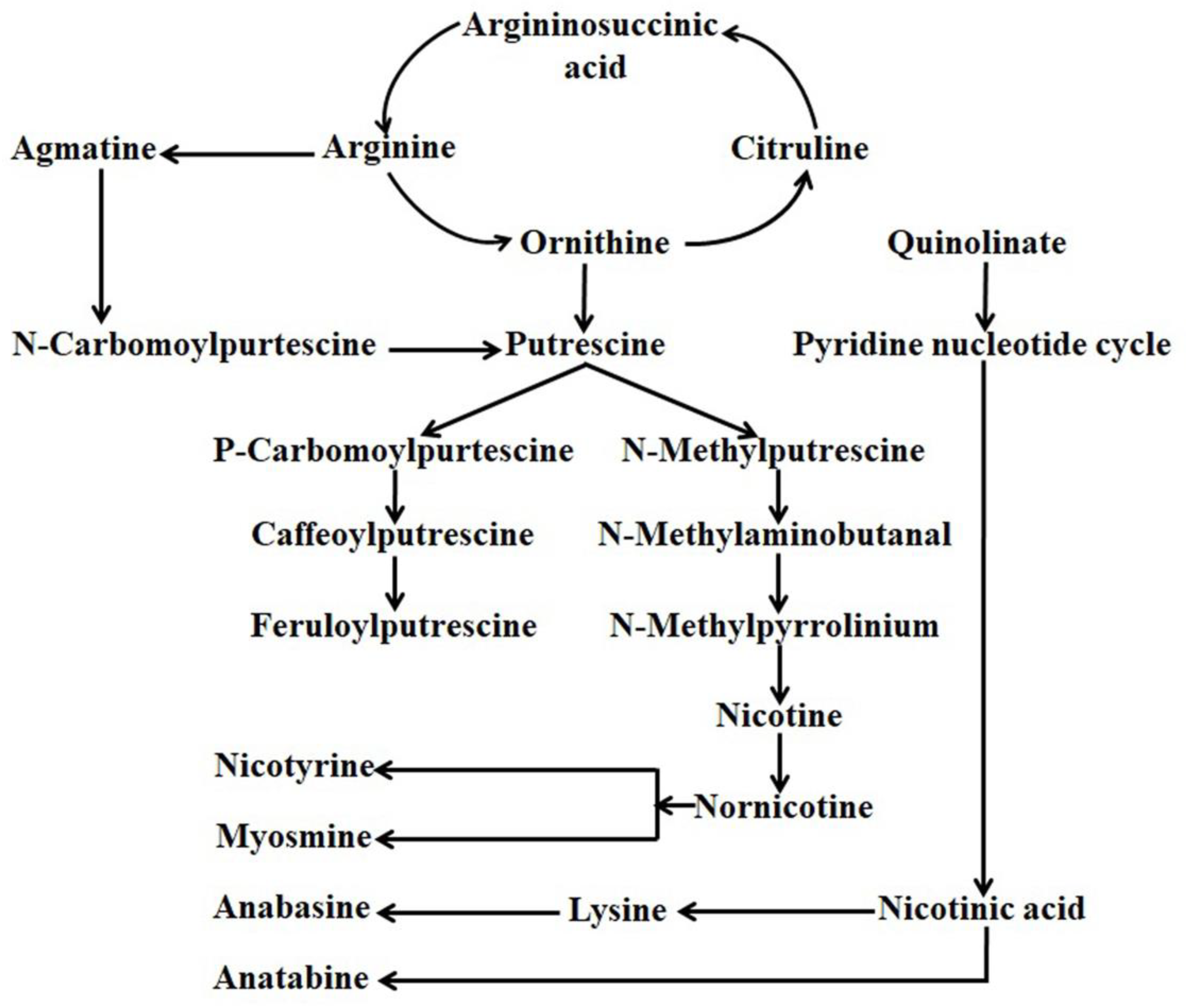 Metabolites 13 00623 g001