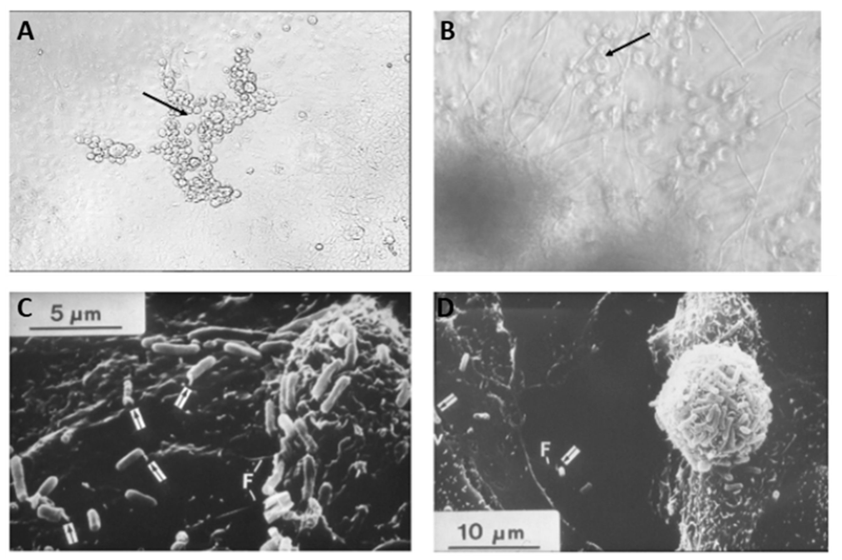Metabolites 13 00625 g010