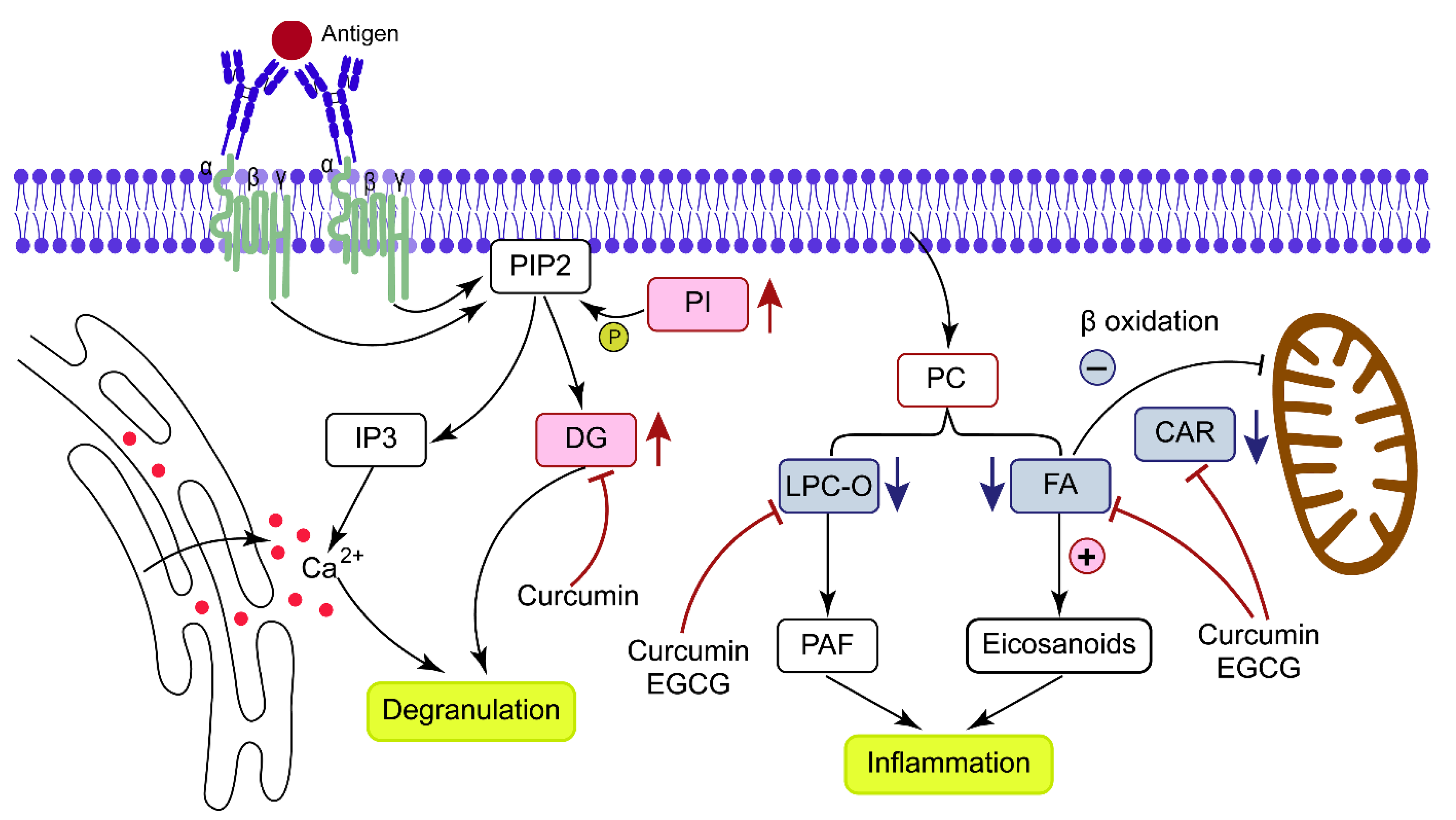 Metabolites 13 00628 g006