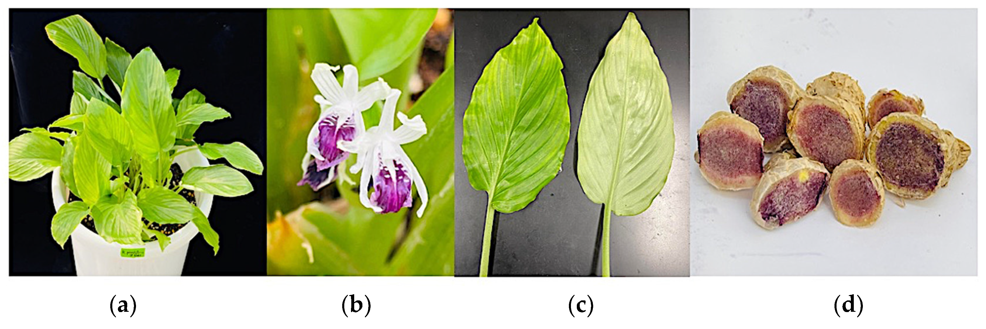 Metabolites 13 00651 g001