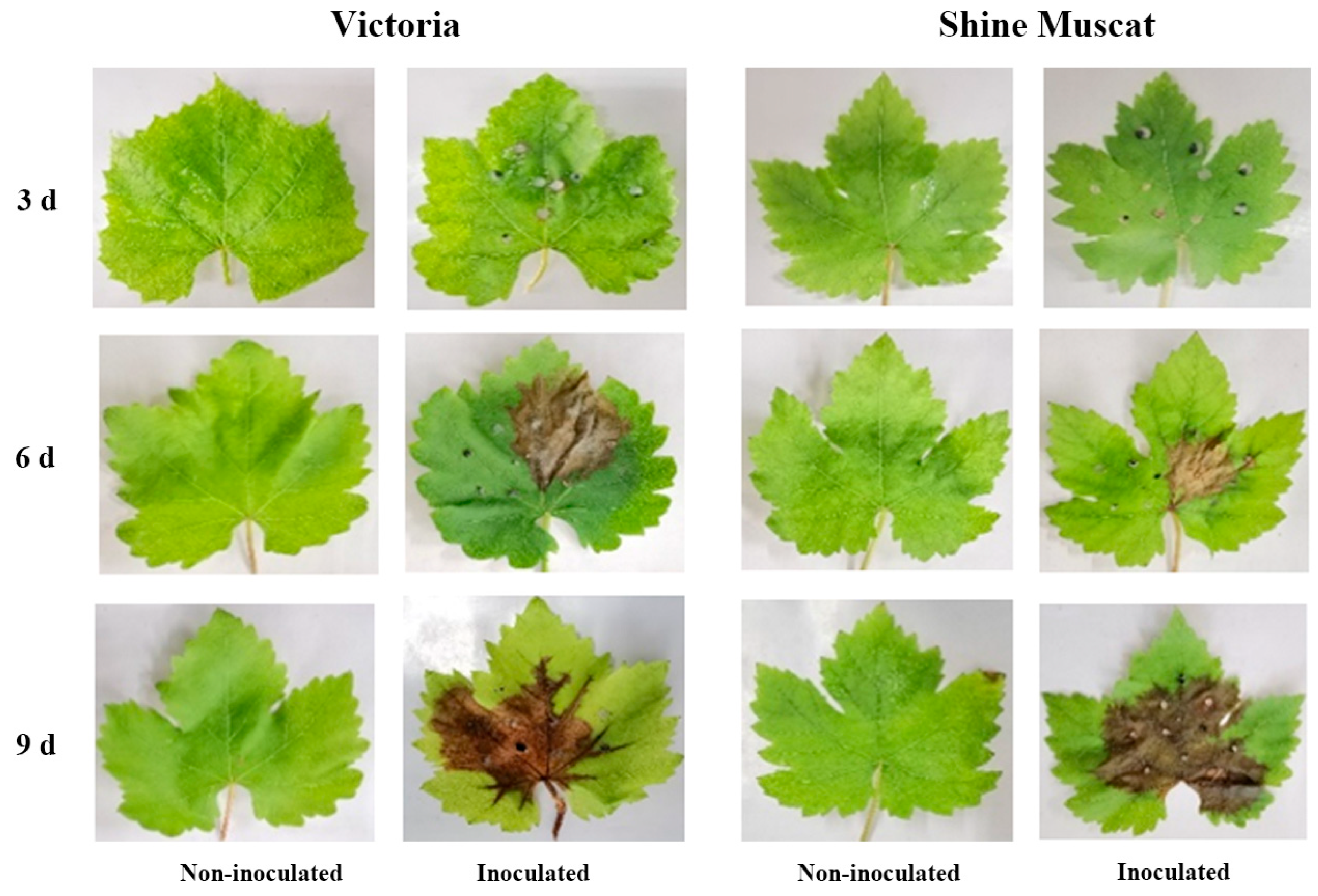 Metabolites 13 00654 g003