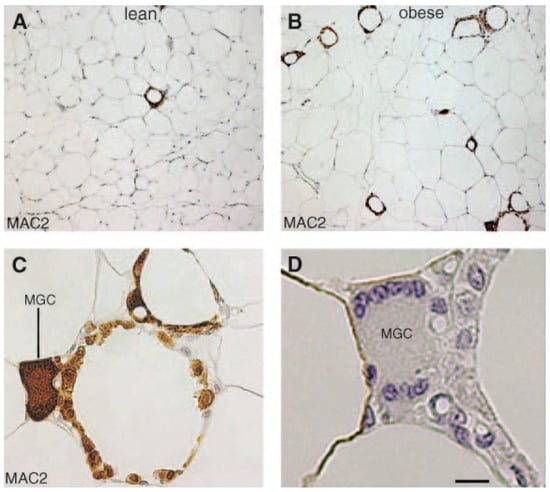 Metabolites 13 00675 g008