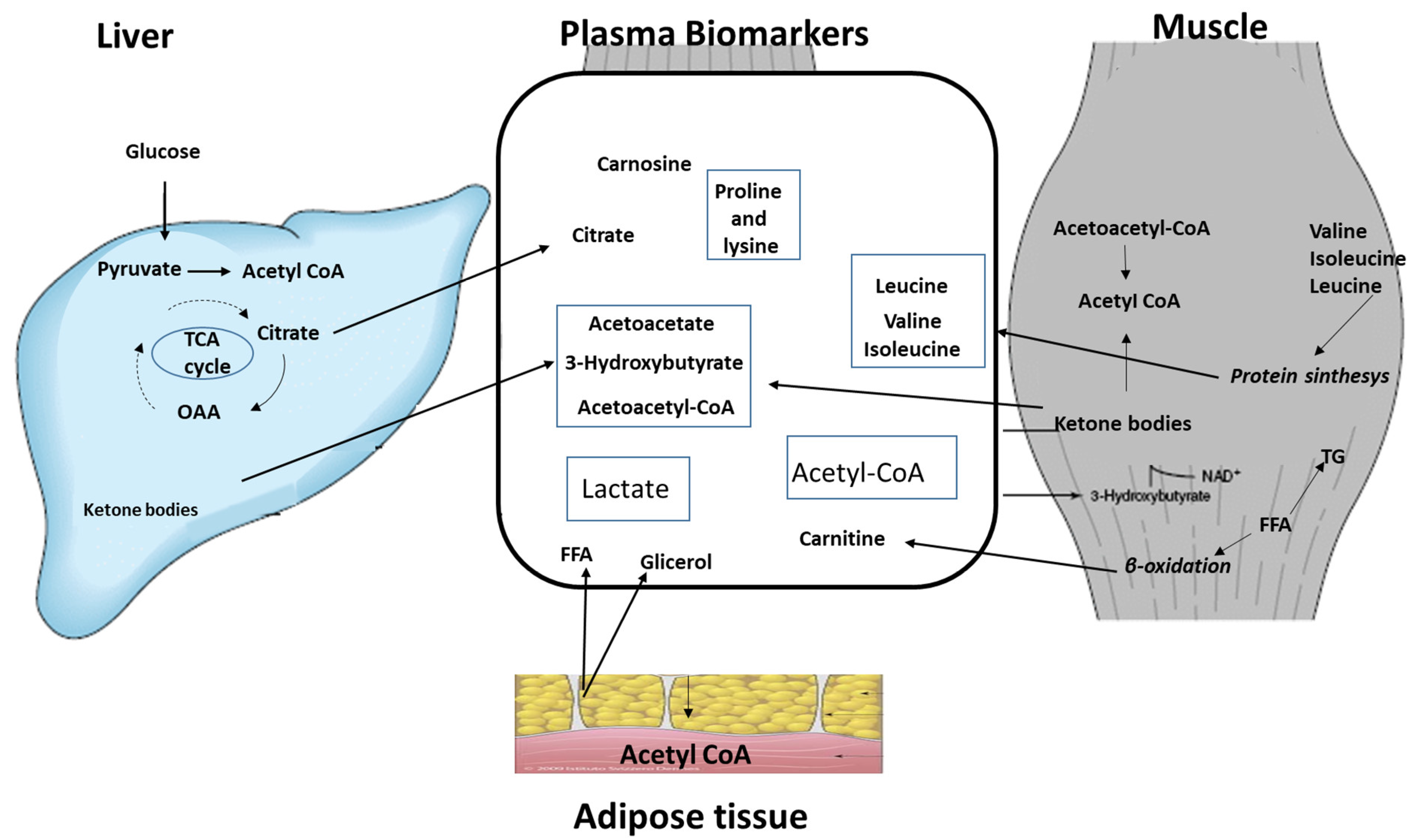 Metabolites 13 00681 g005
