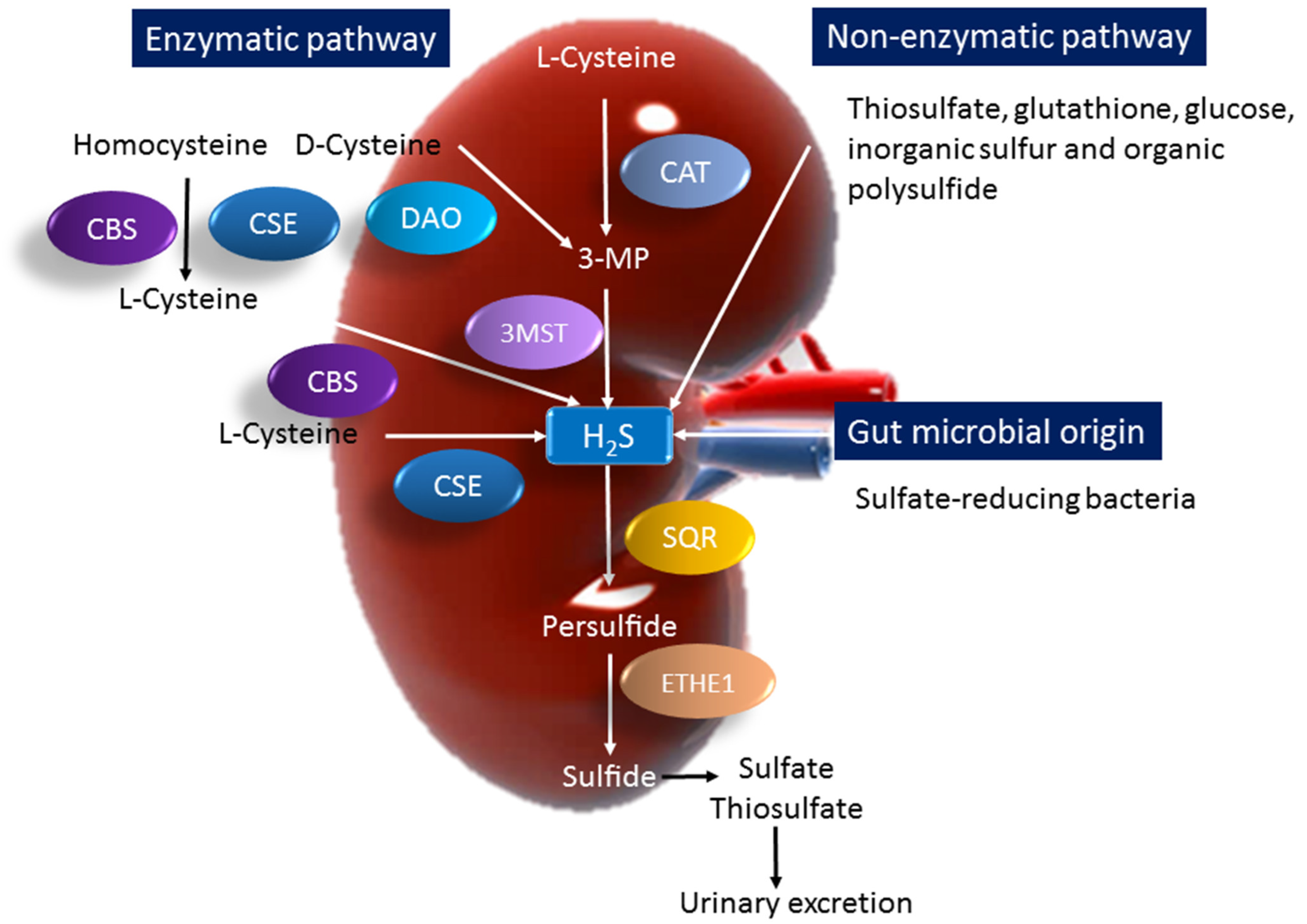 Metabolites 13 00688 g002