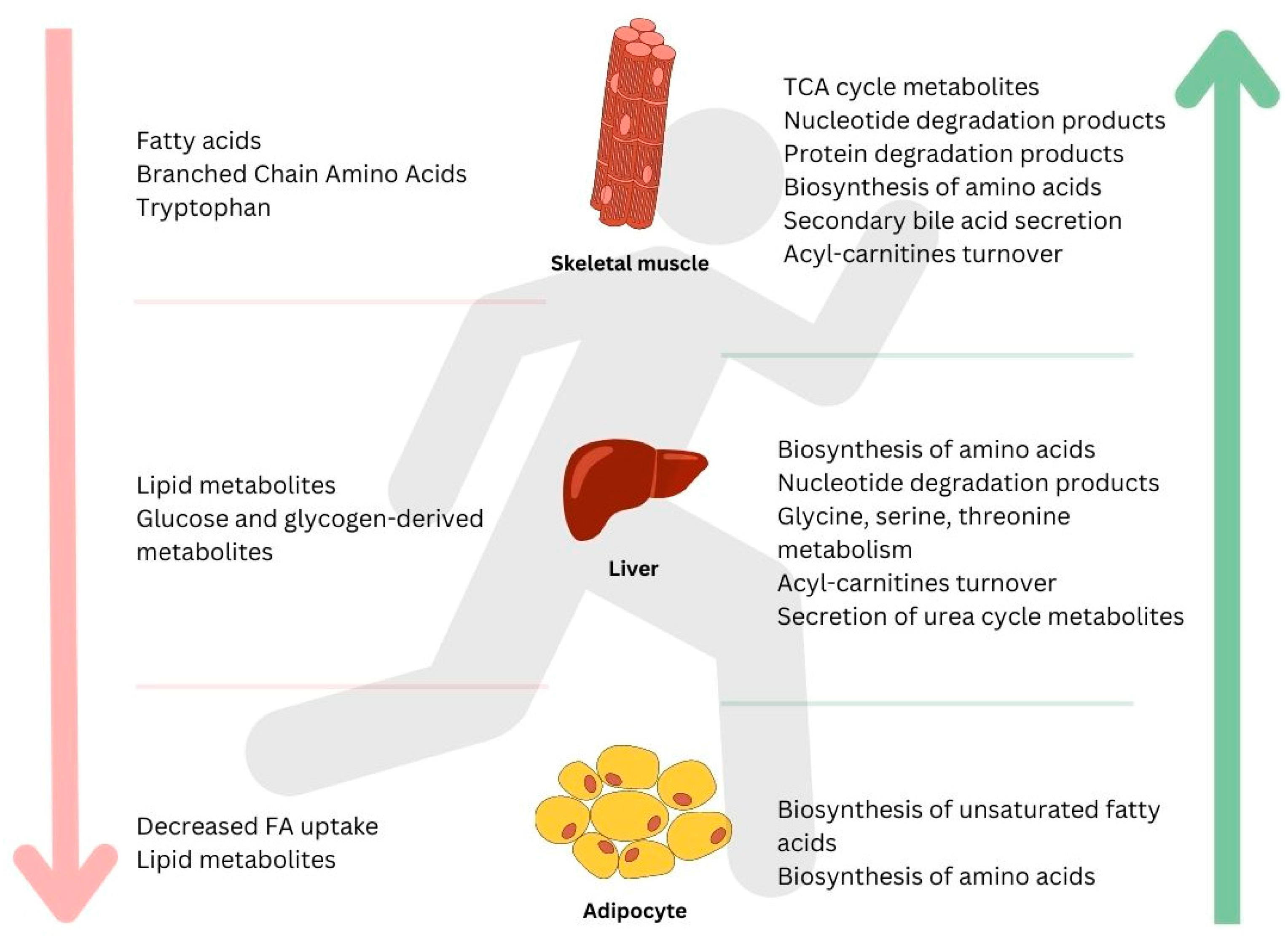Metabolites 13 00694 g001 Metabolites 13 00694 g001