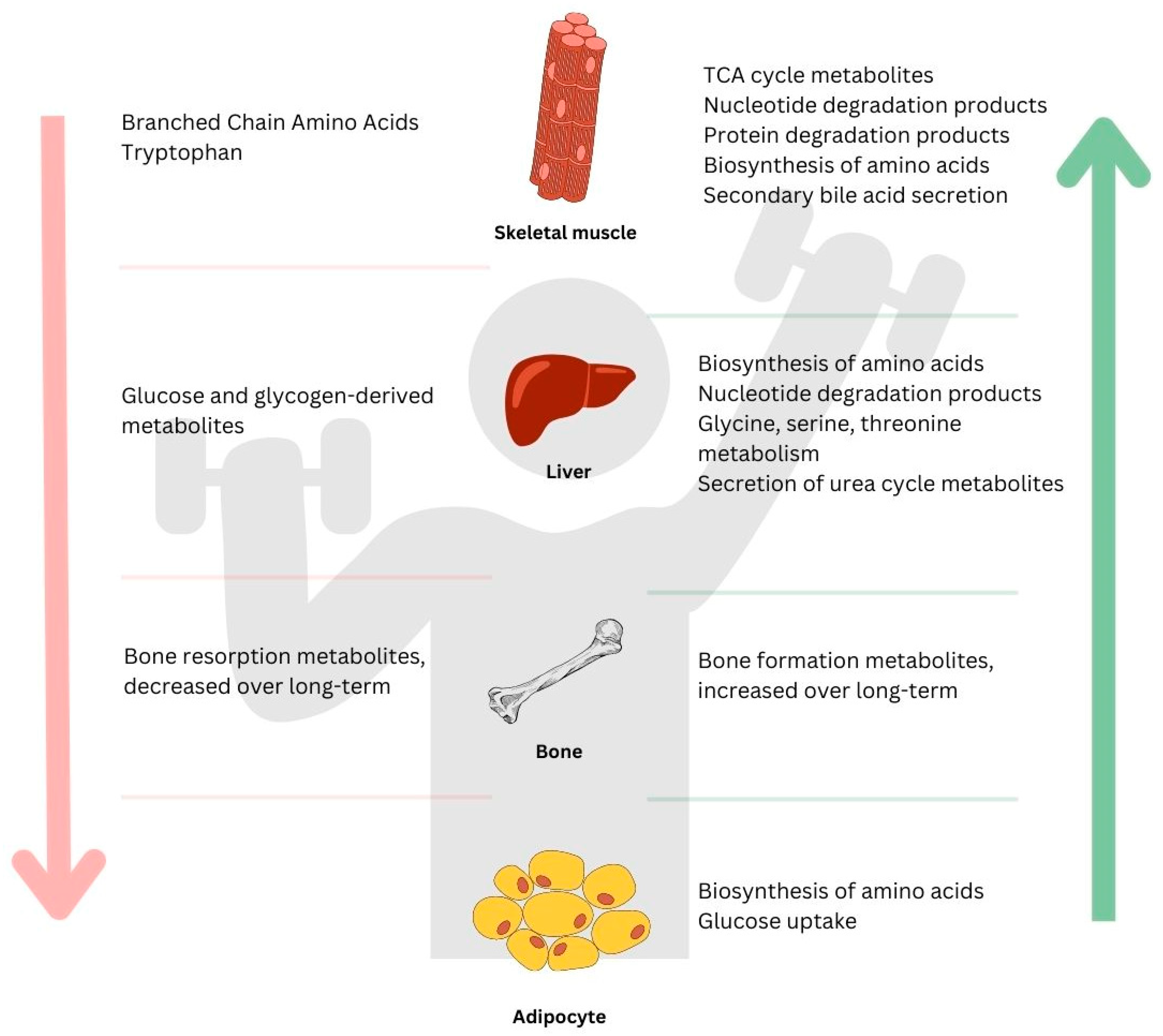 Metabolites 13 00694 g002 Metabolites 13 00694 g002