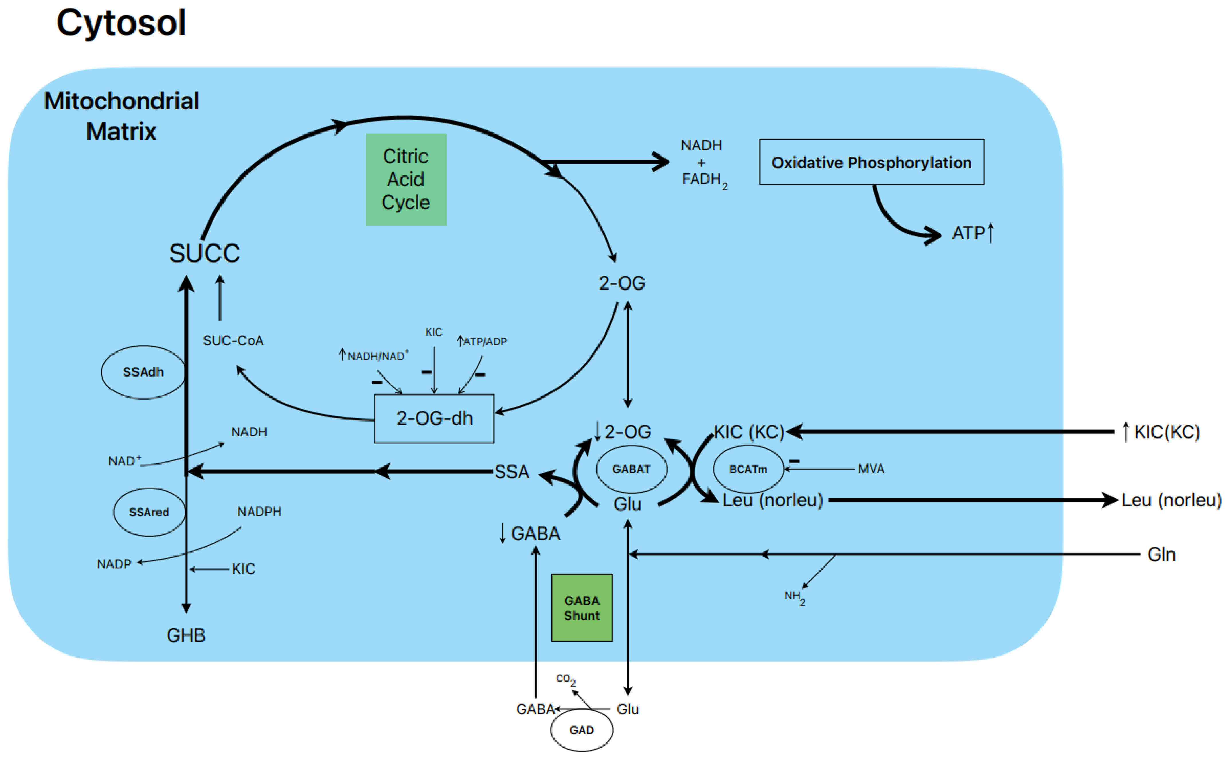 Metabolites 13 00697 g001 Metabolites 13 00697 g001