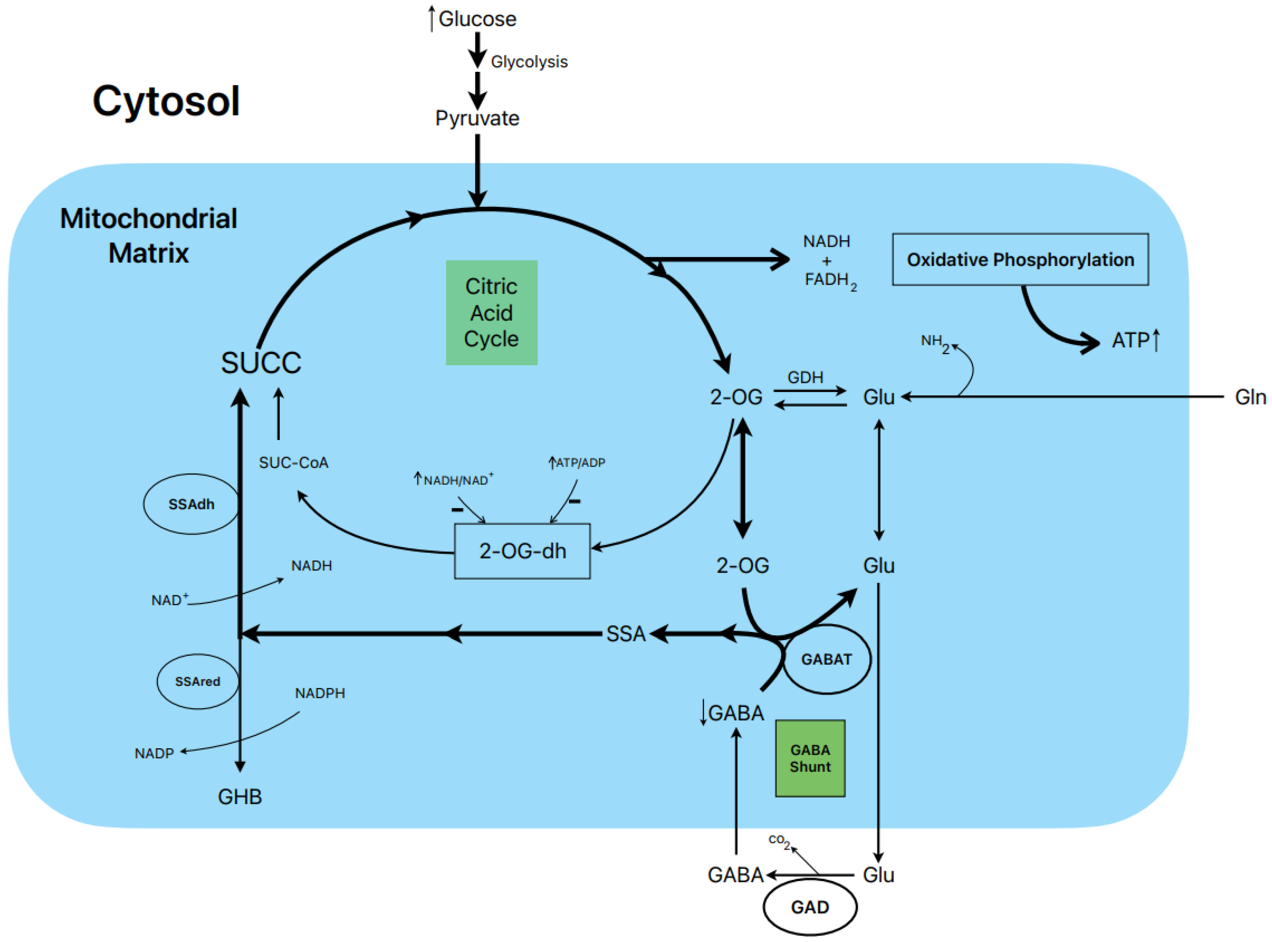 Metabolites 13 00697 g003 Metabolites 13 00697 g003
