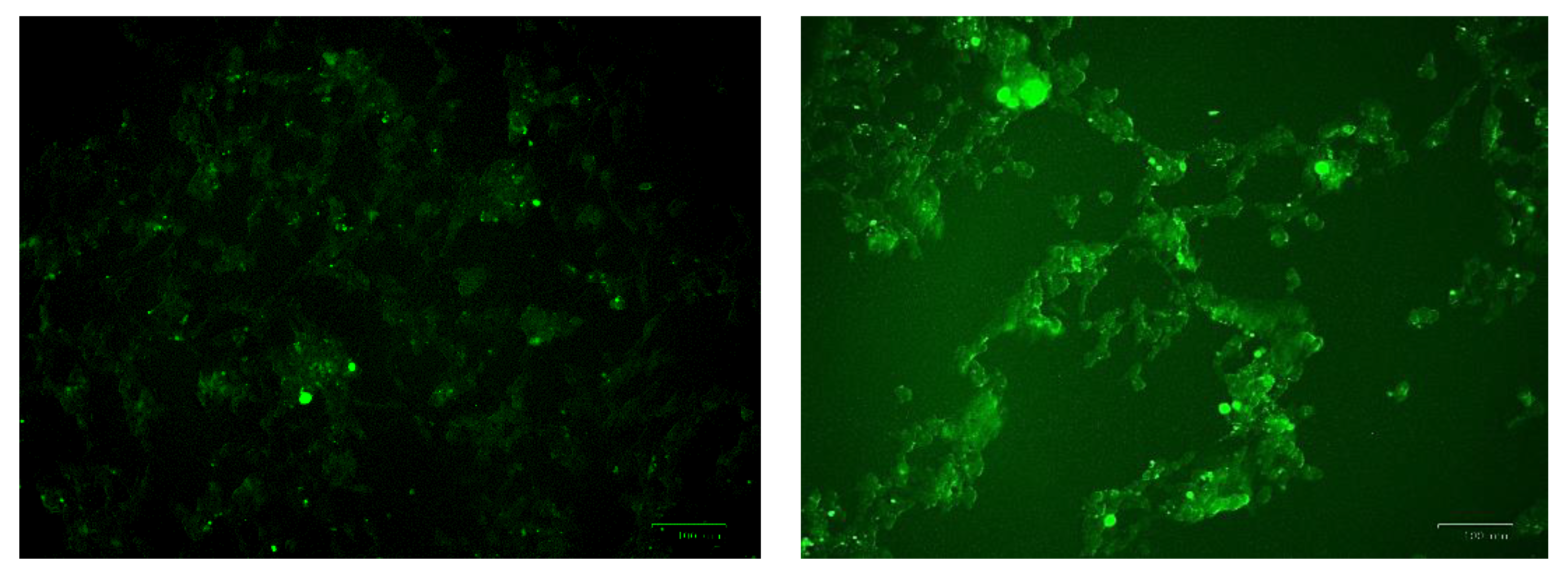 Metabolites 13 00698 g008