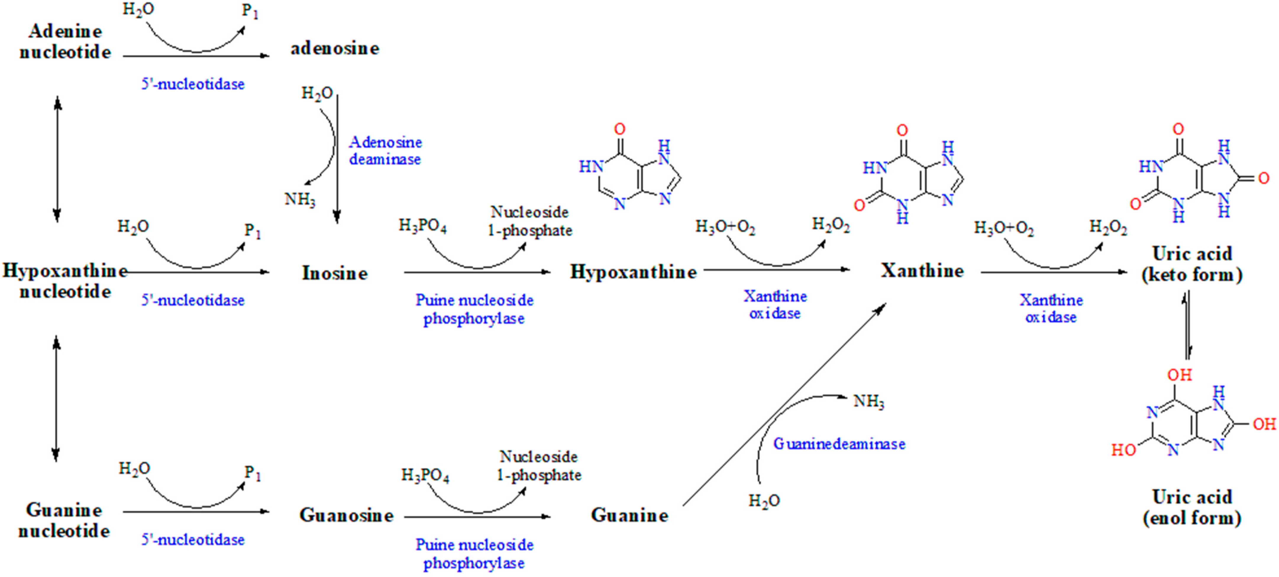 Metabolites 13 00704 g001