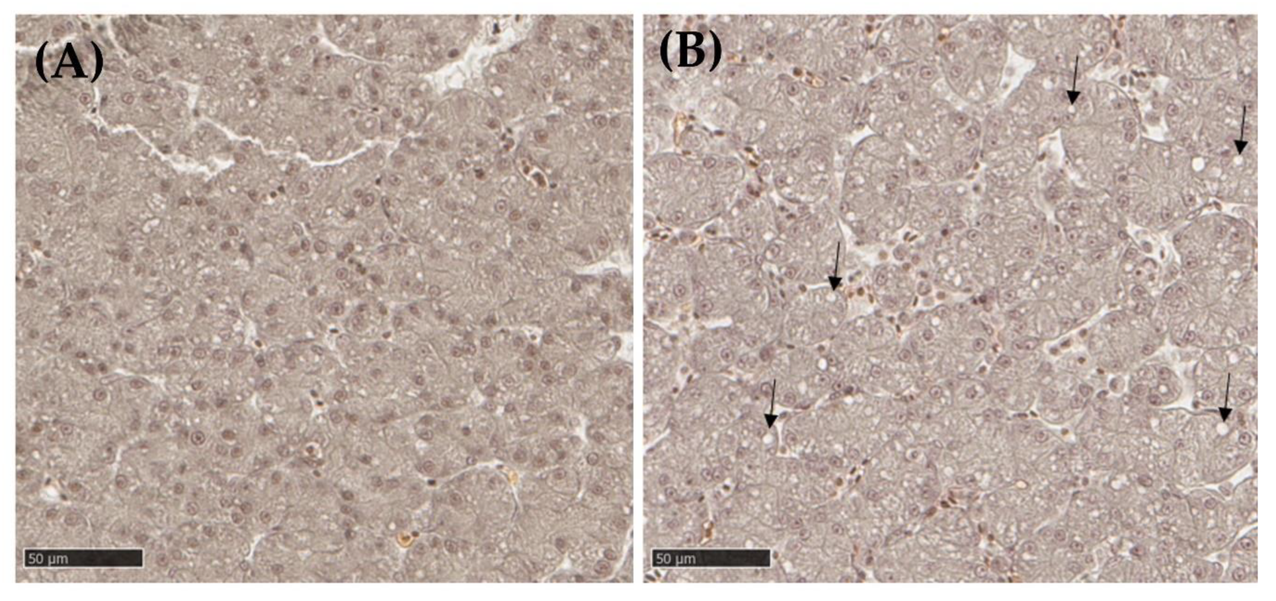 Metabolites 13 00721 g008