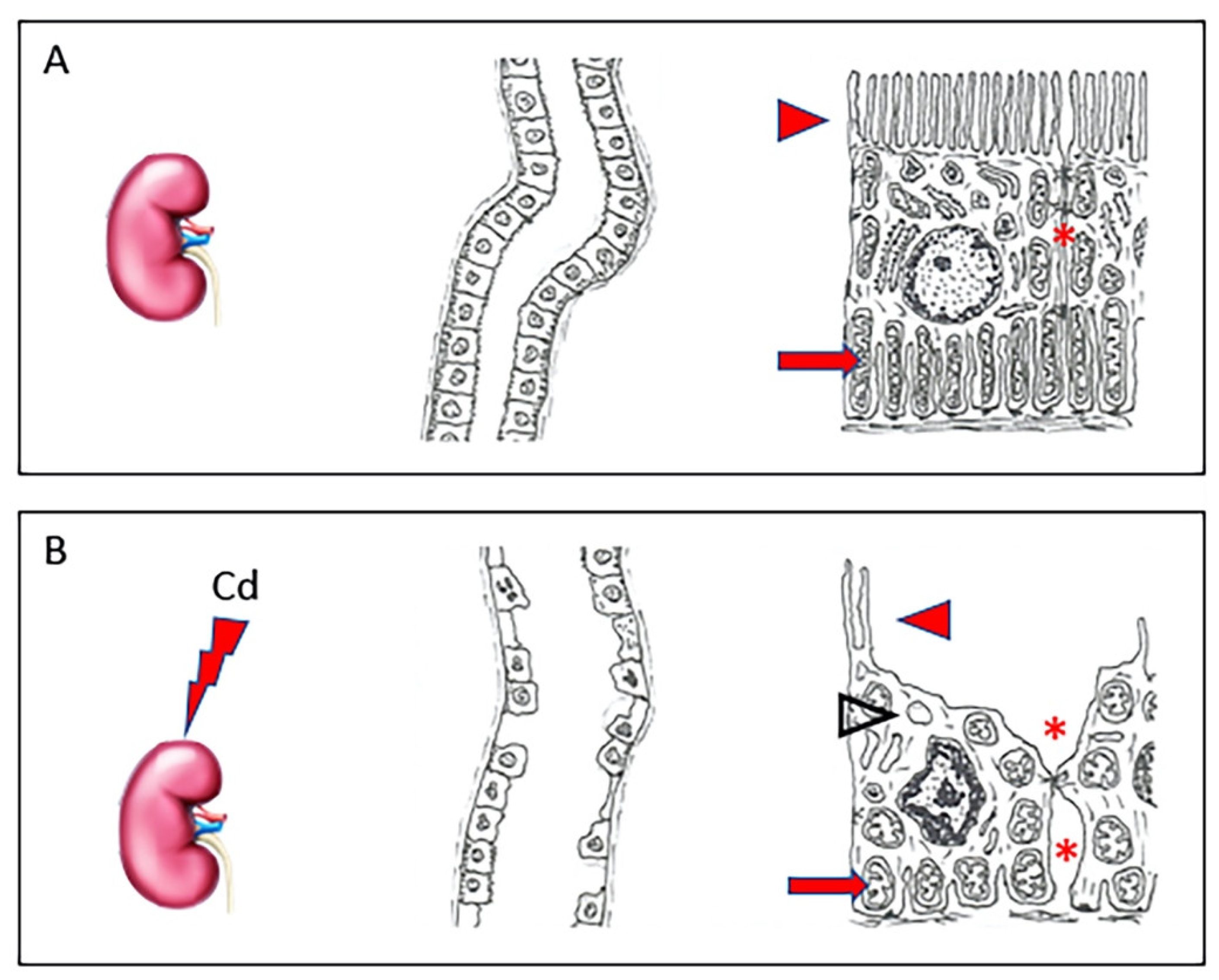 Metabolites 13 00722 g001