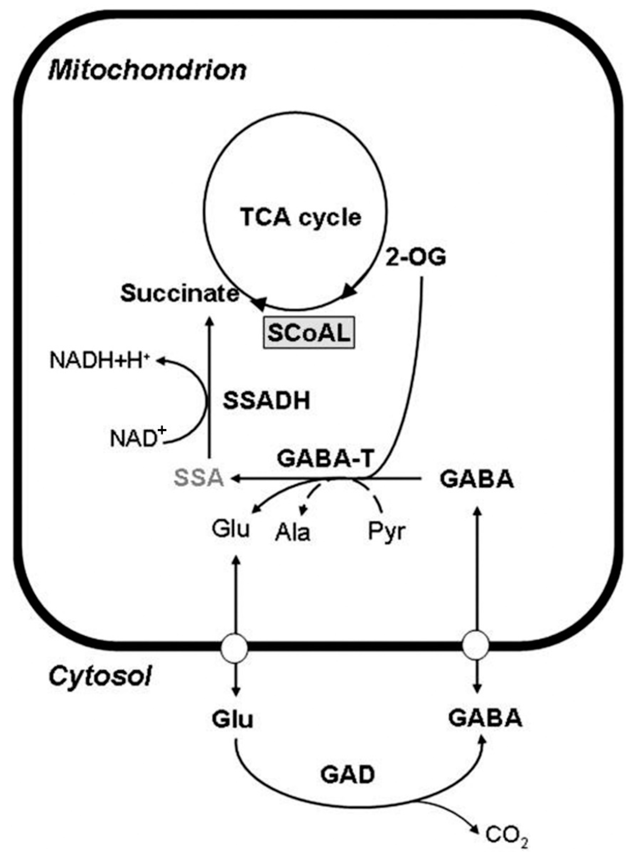 Metabolites 13 00741 g001