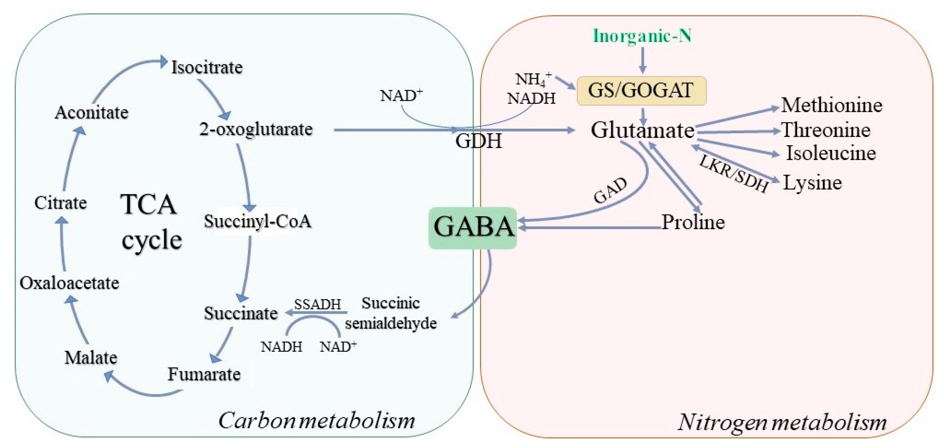 Metabolites 13 00741 g004