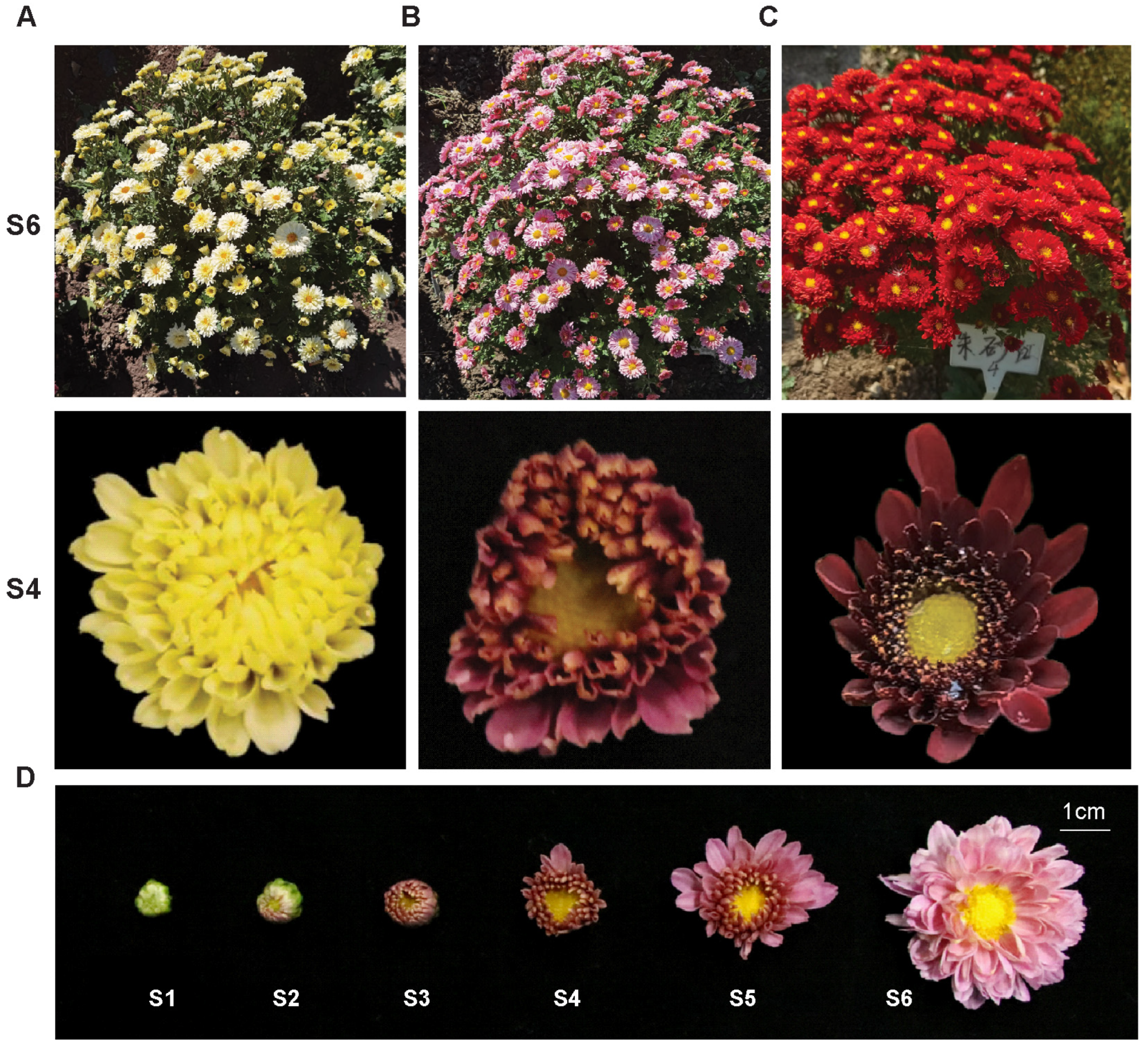 Metabolites 13 00742 g001