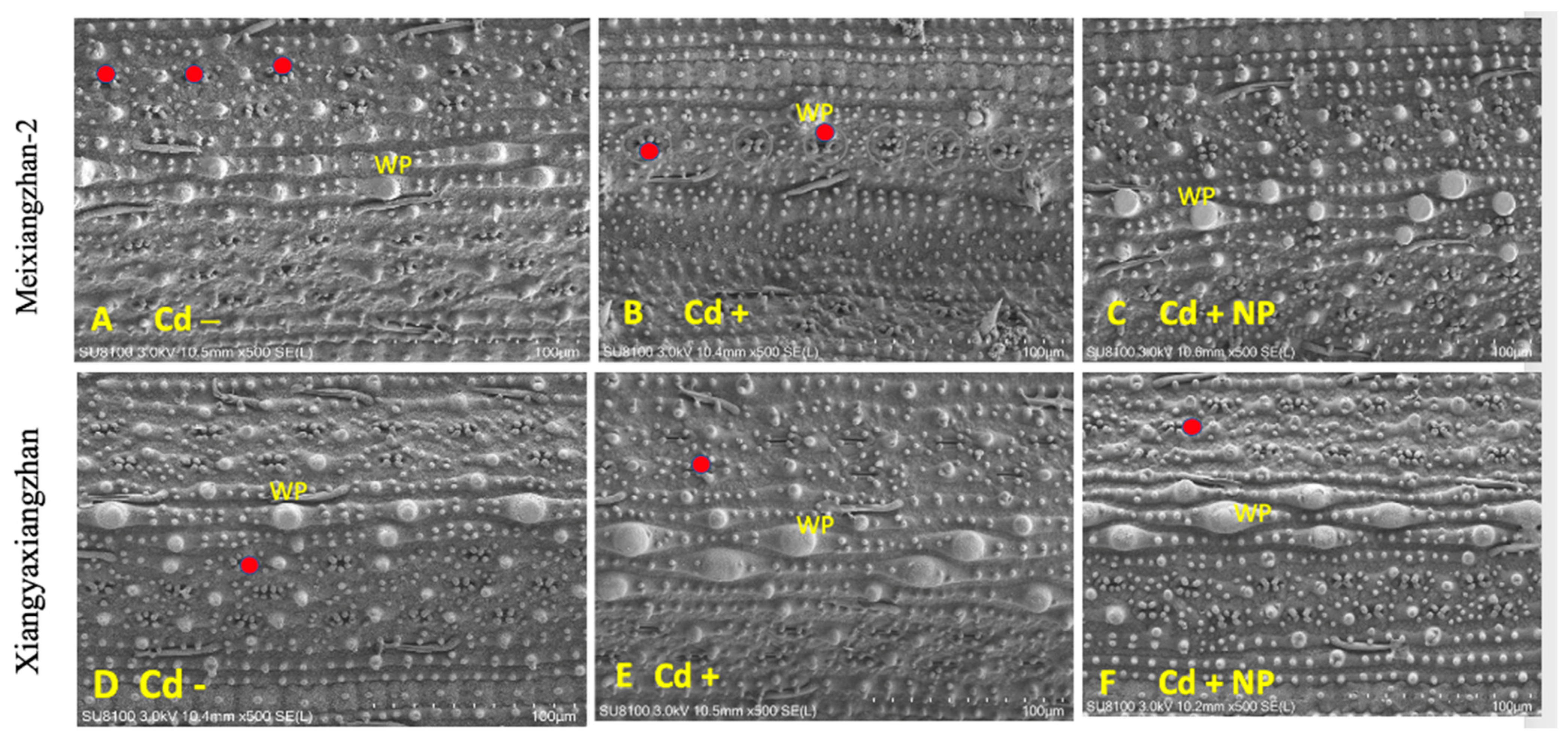 Metabolites 13 00765 g004