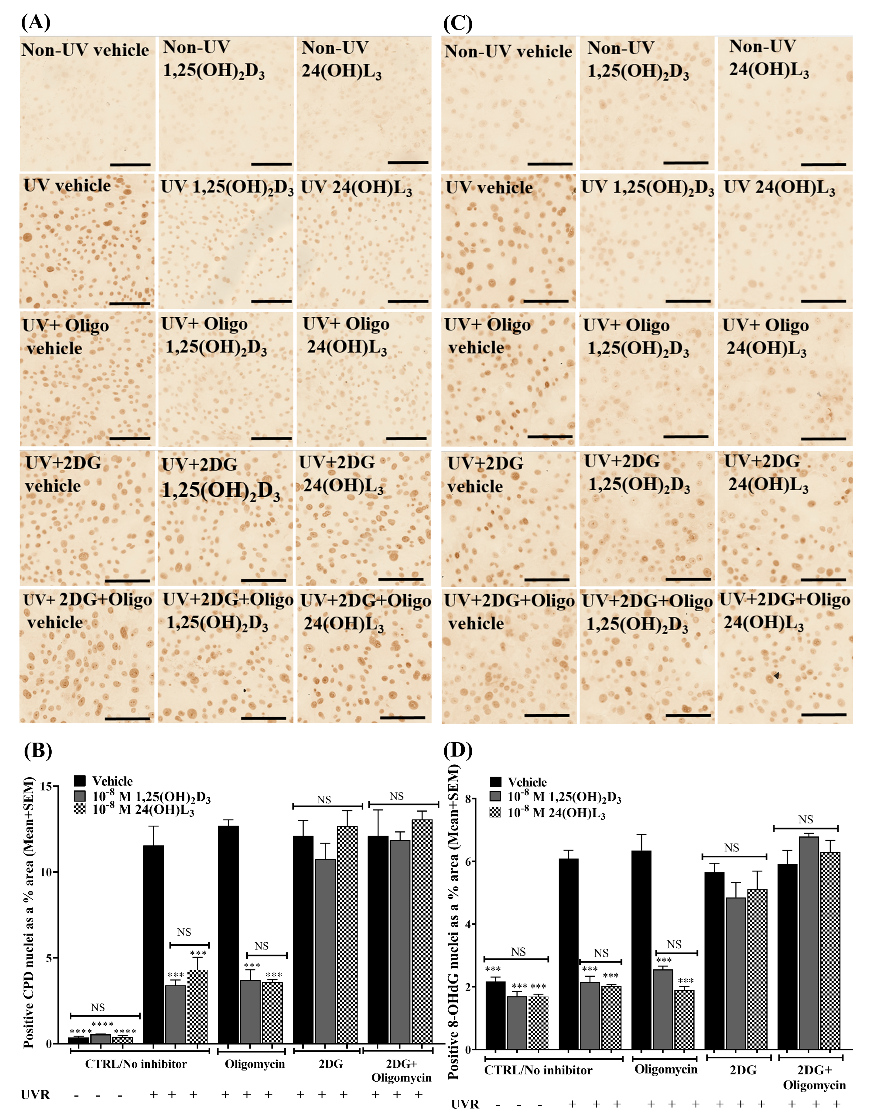 Metabolites 13 00775 g005