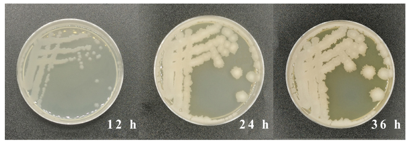 Metabolites 13 00785 g001