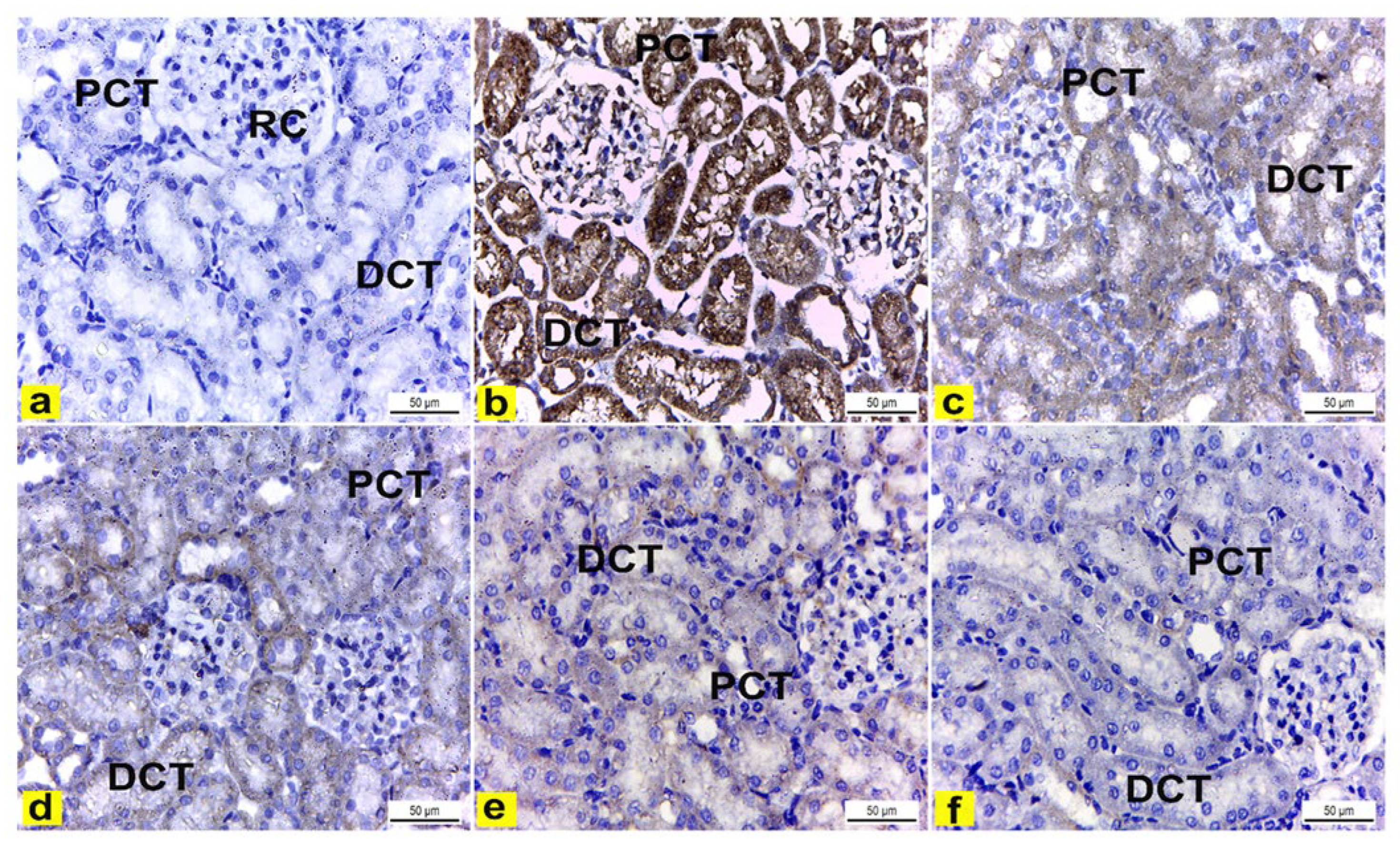 Metabolites 13 00786 g008 Metabolites 13 00786 g008