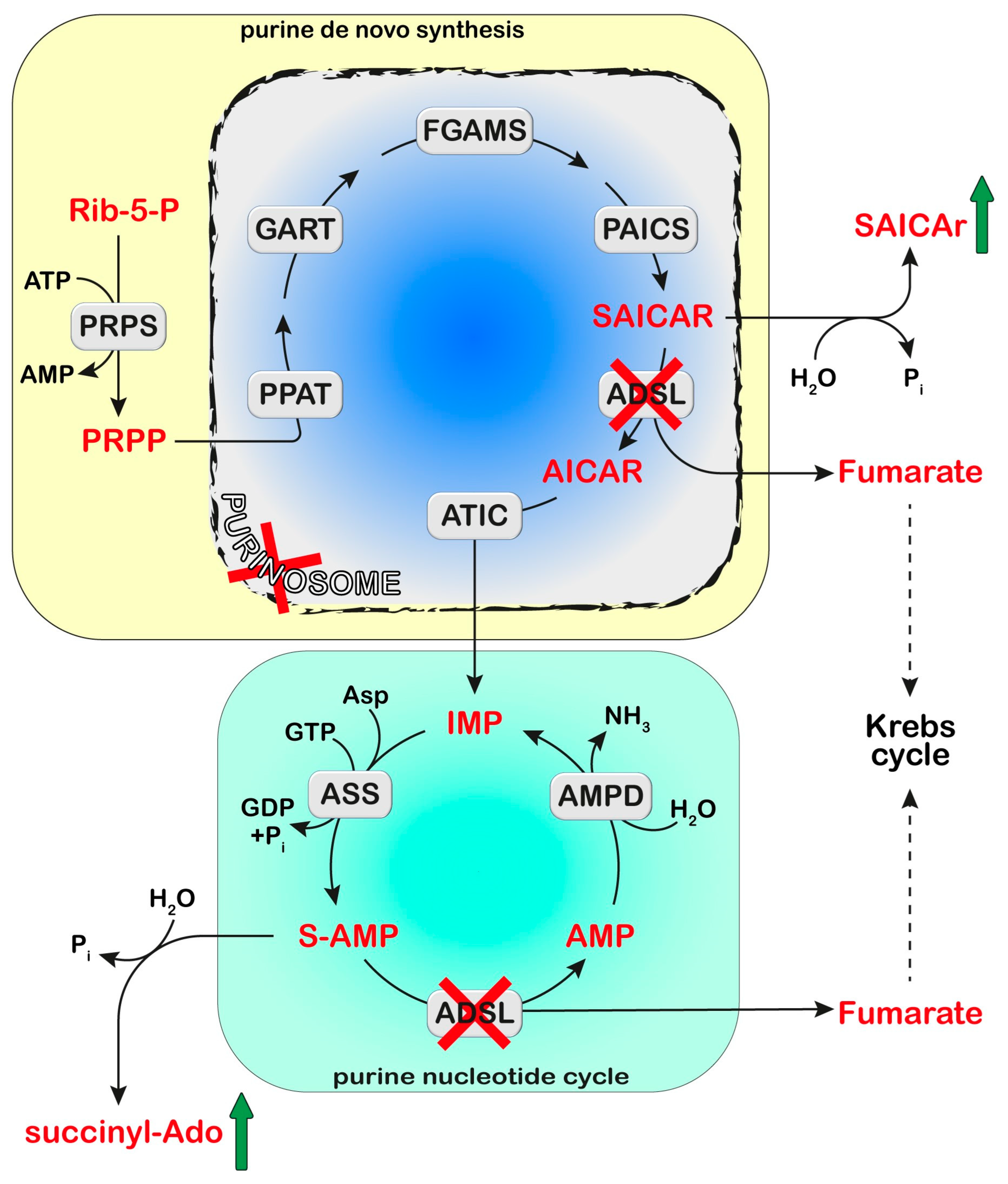 Metabolites 13 00787 g002