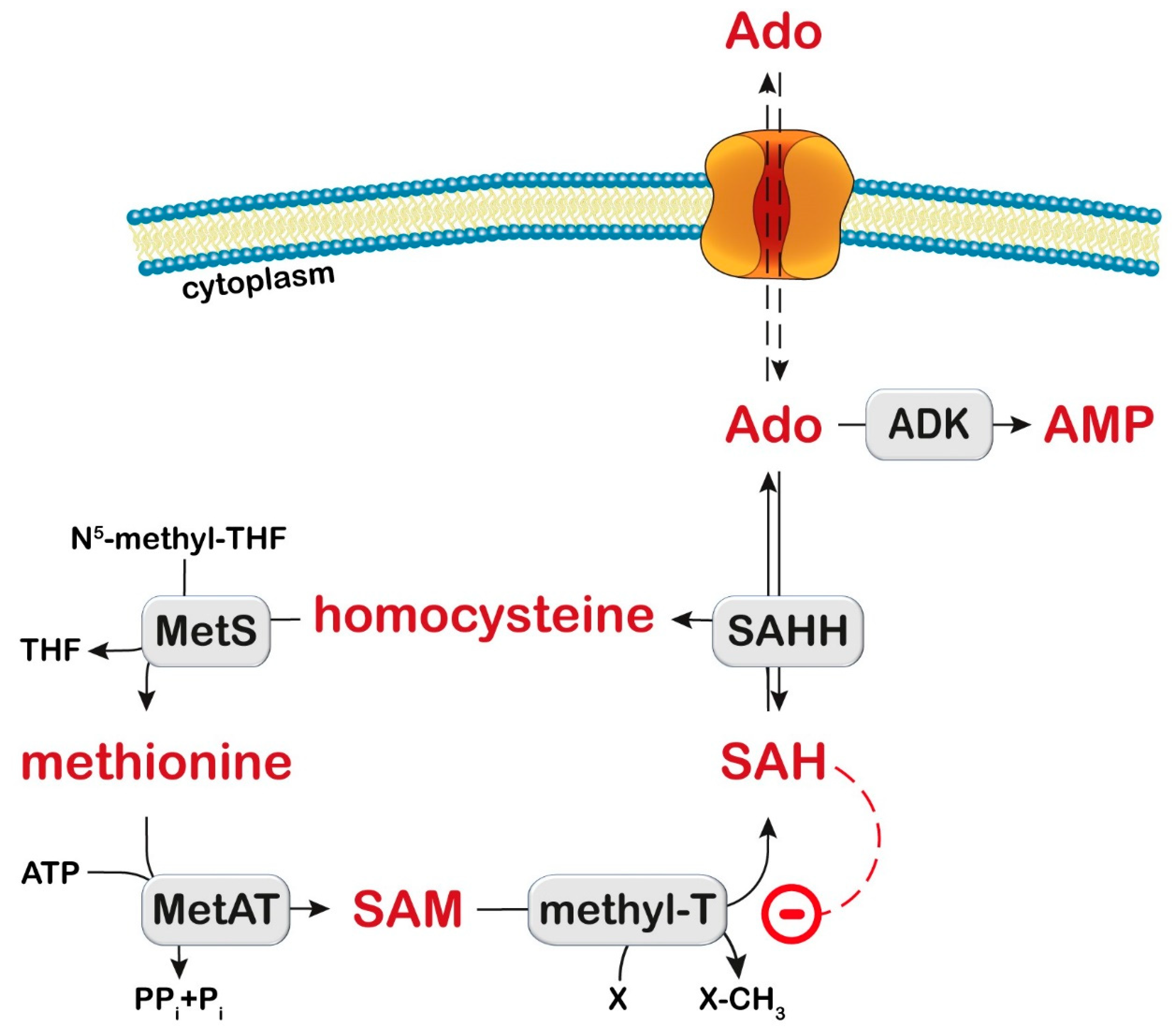 Metabolites 13 00787 g004