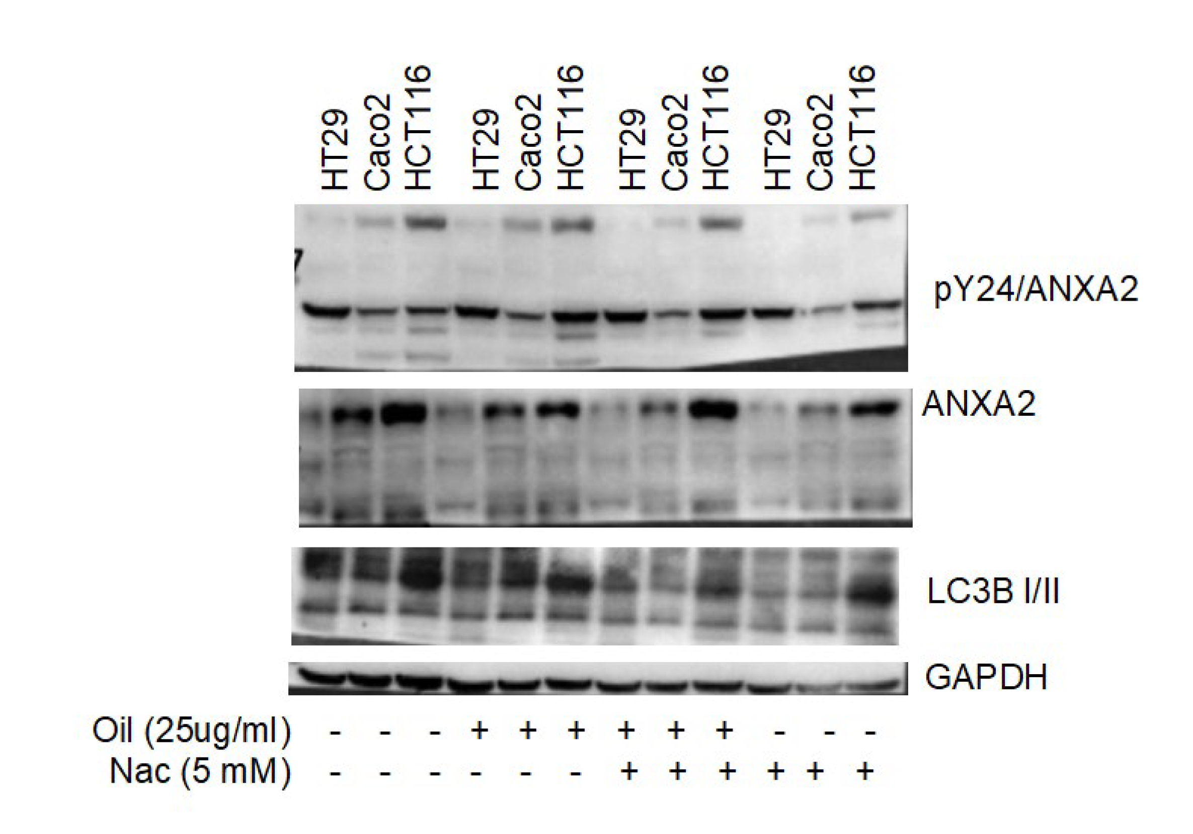 Metabolites 13 00789 g004