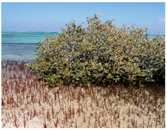 Metabolites 13 00808 i004