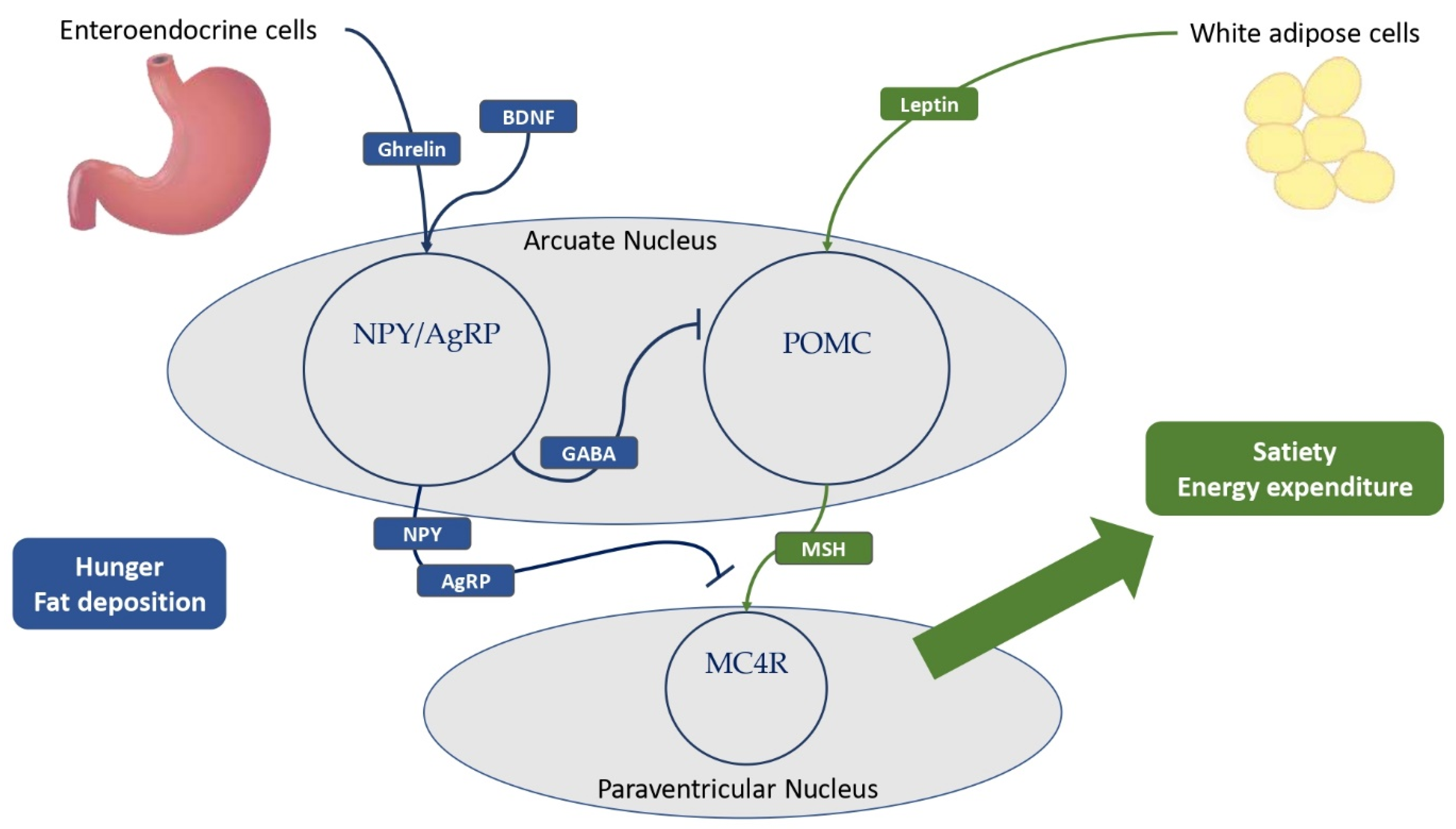 Metabolites 13 00810 g002