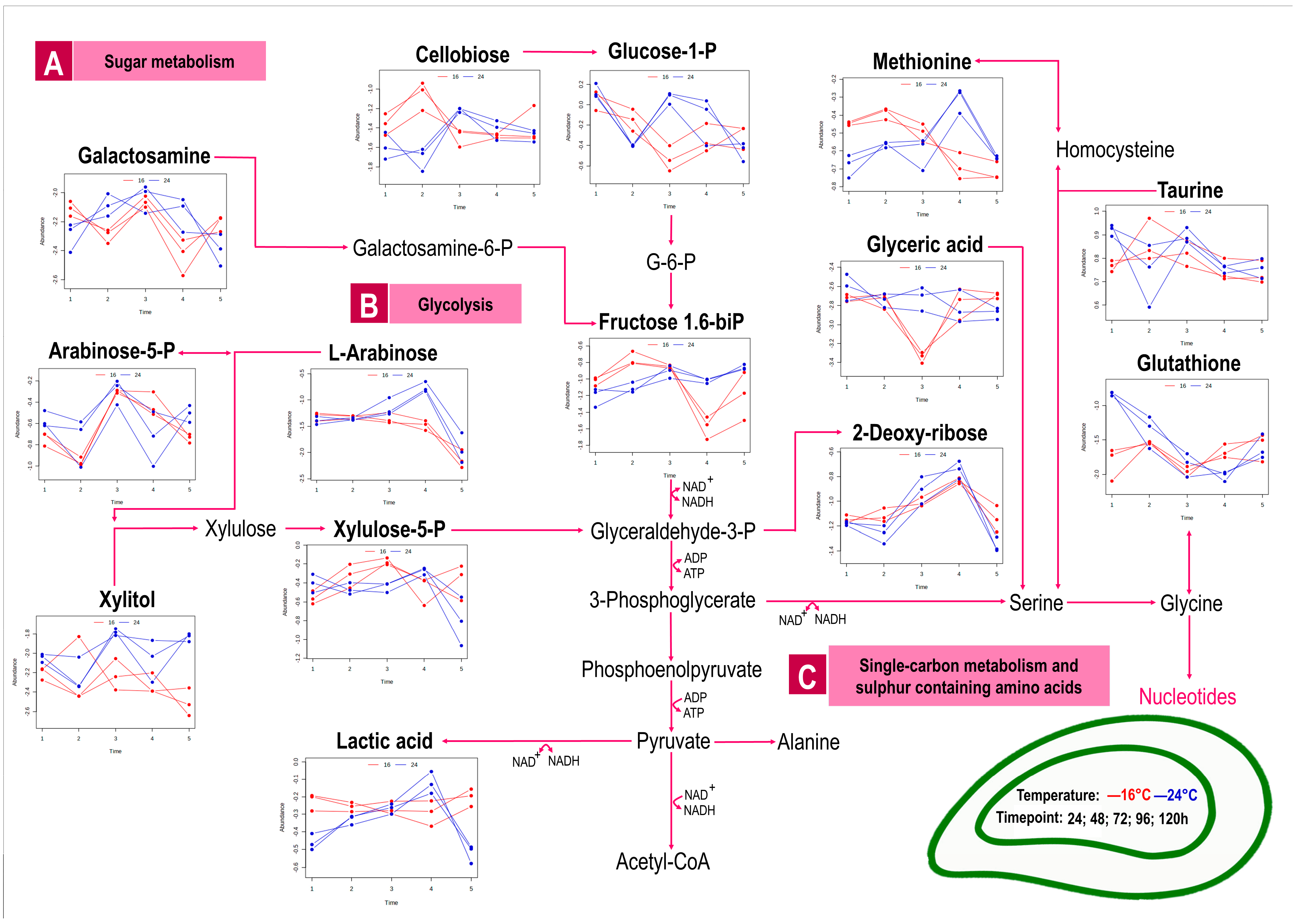 Metabolites 13 00815 g003a Metabolites 13 00815 g003a