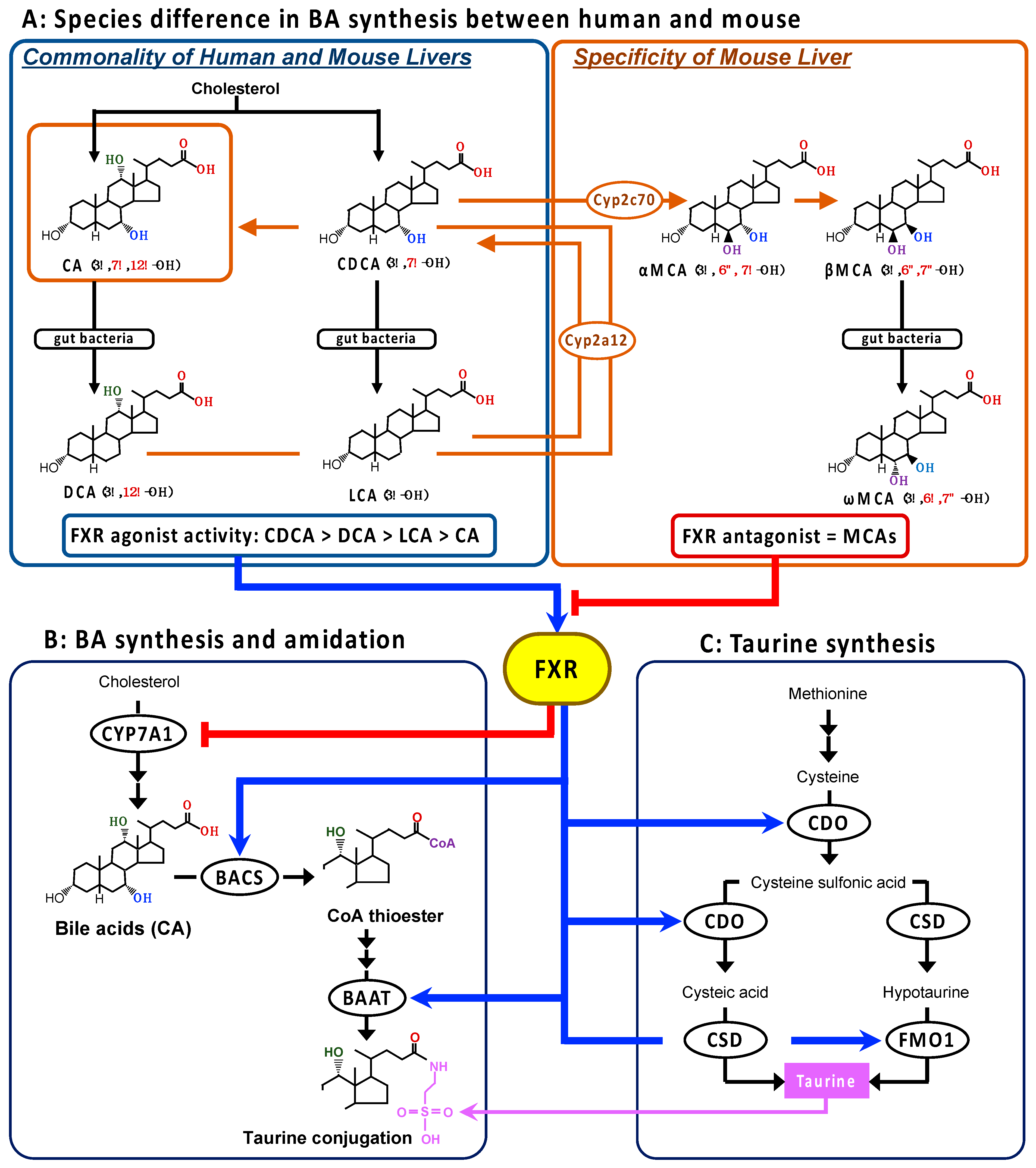 Metabolites 13 00824 g001