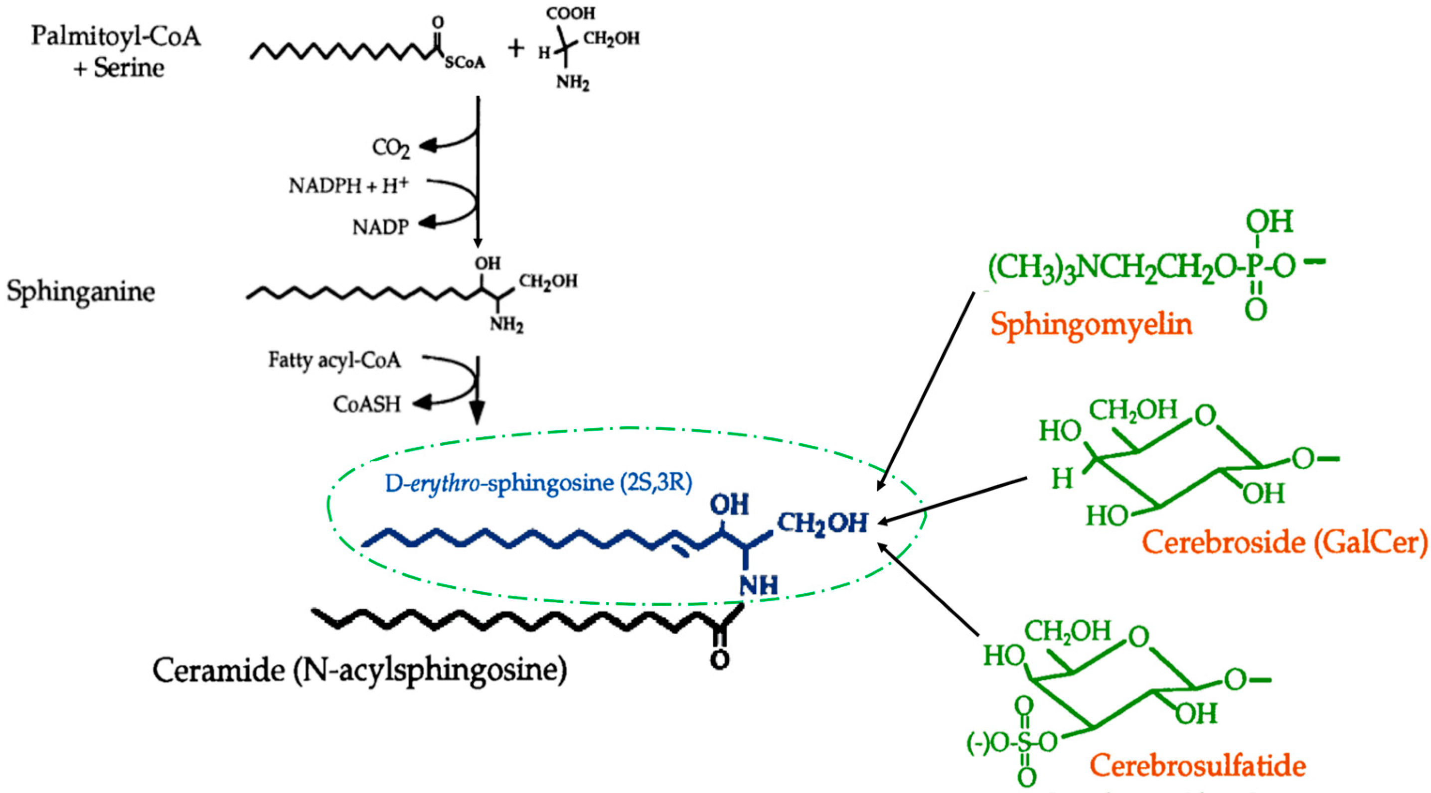 Metabolites 13 00867 g001