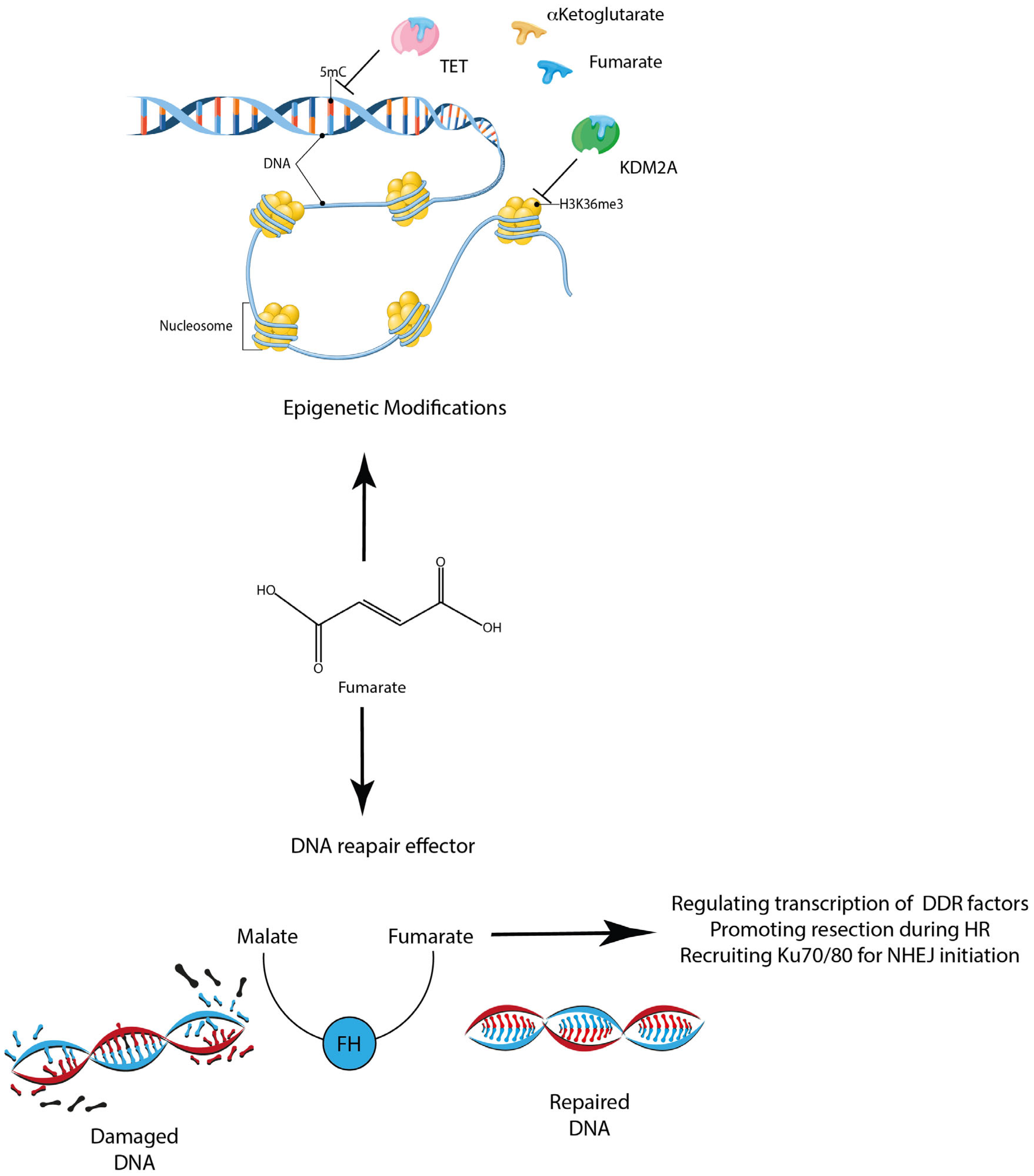 Metabolites 13 00880 g003