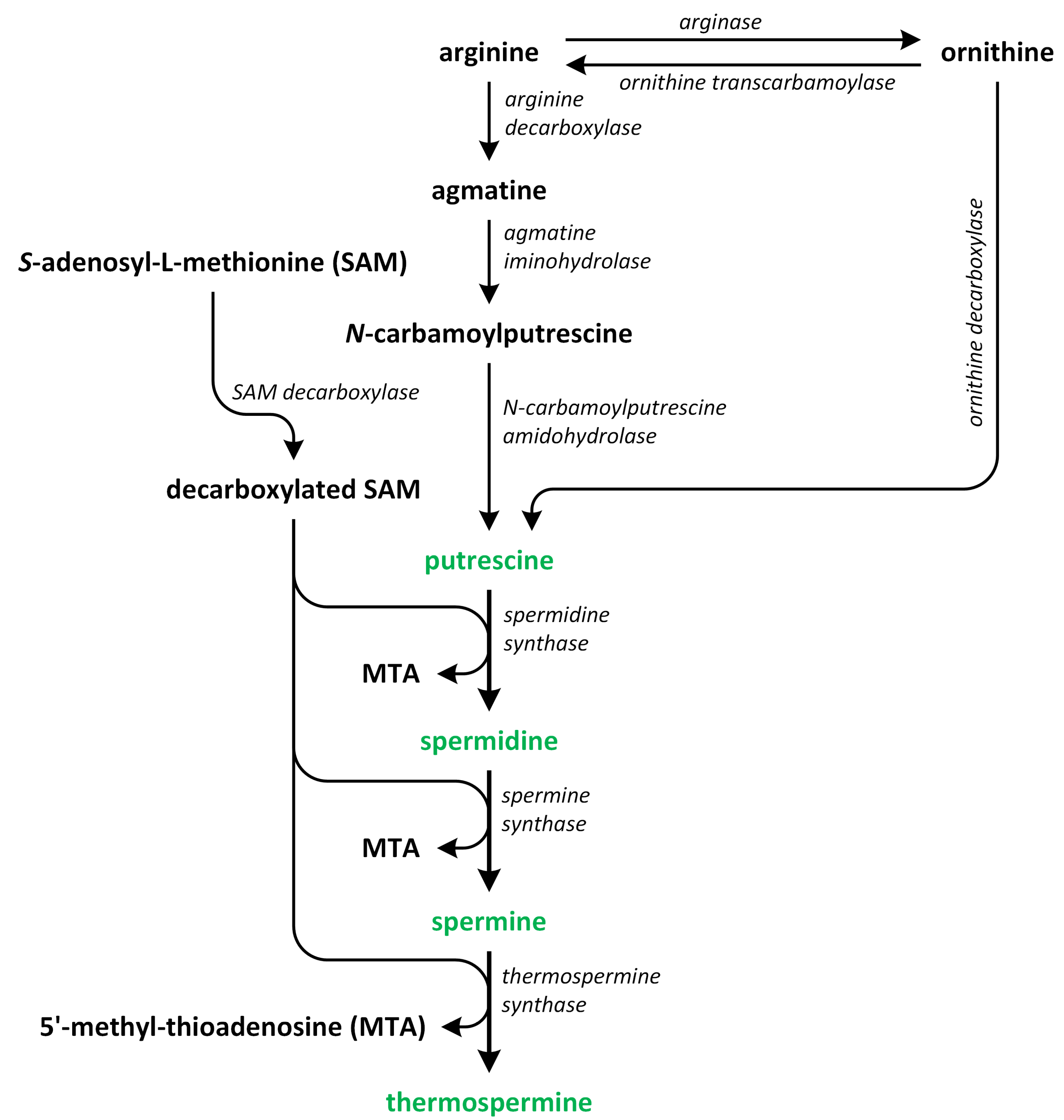 Metabolites 13 00884 g002 Metabolites 13 00884 g002
