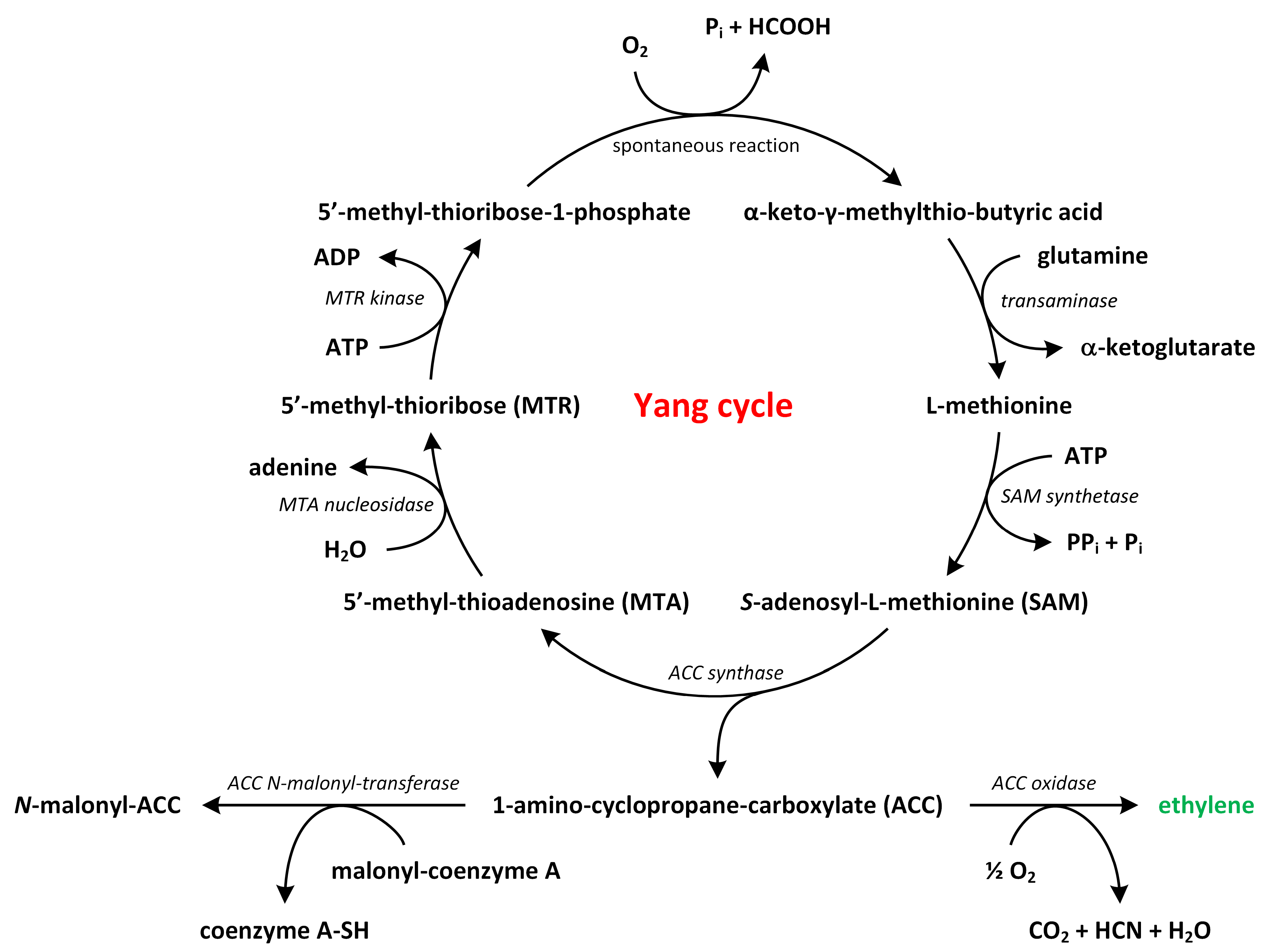 Metabolites 13 00884 g003 Metabolites 13 00884 g003
