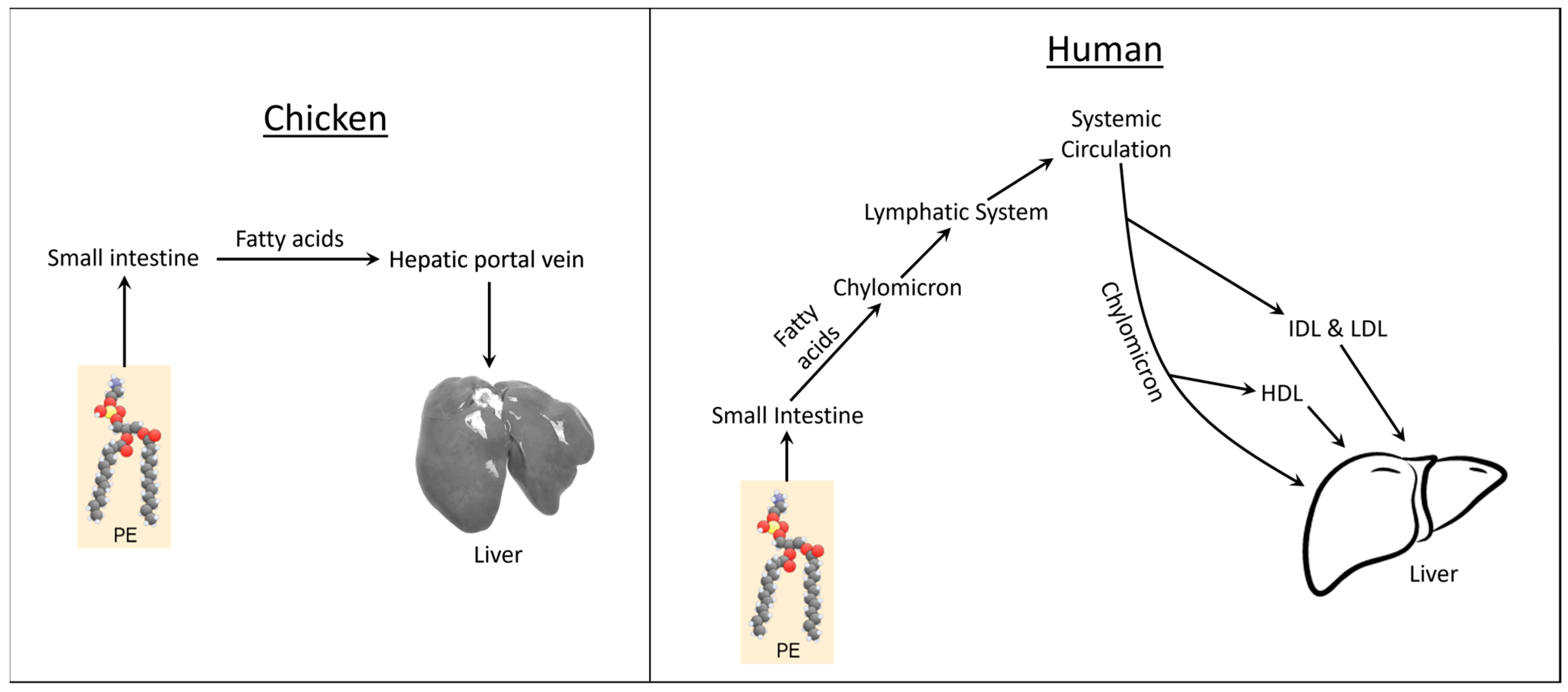 Metabolites 13 00945 g008