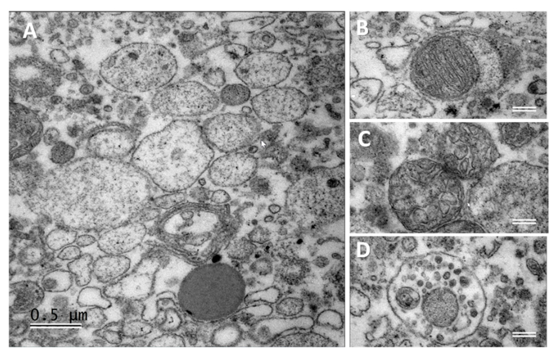 Metabolites 13 01001 g006