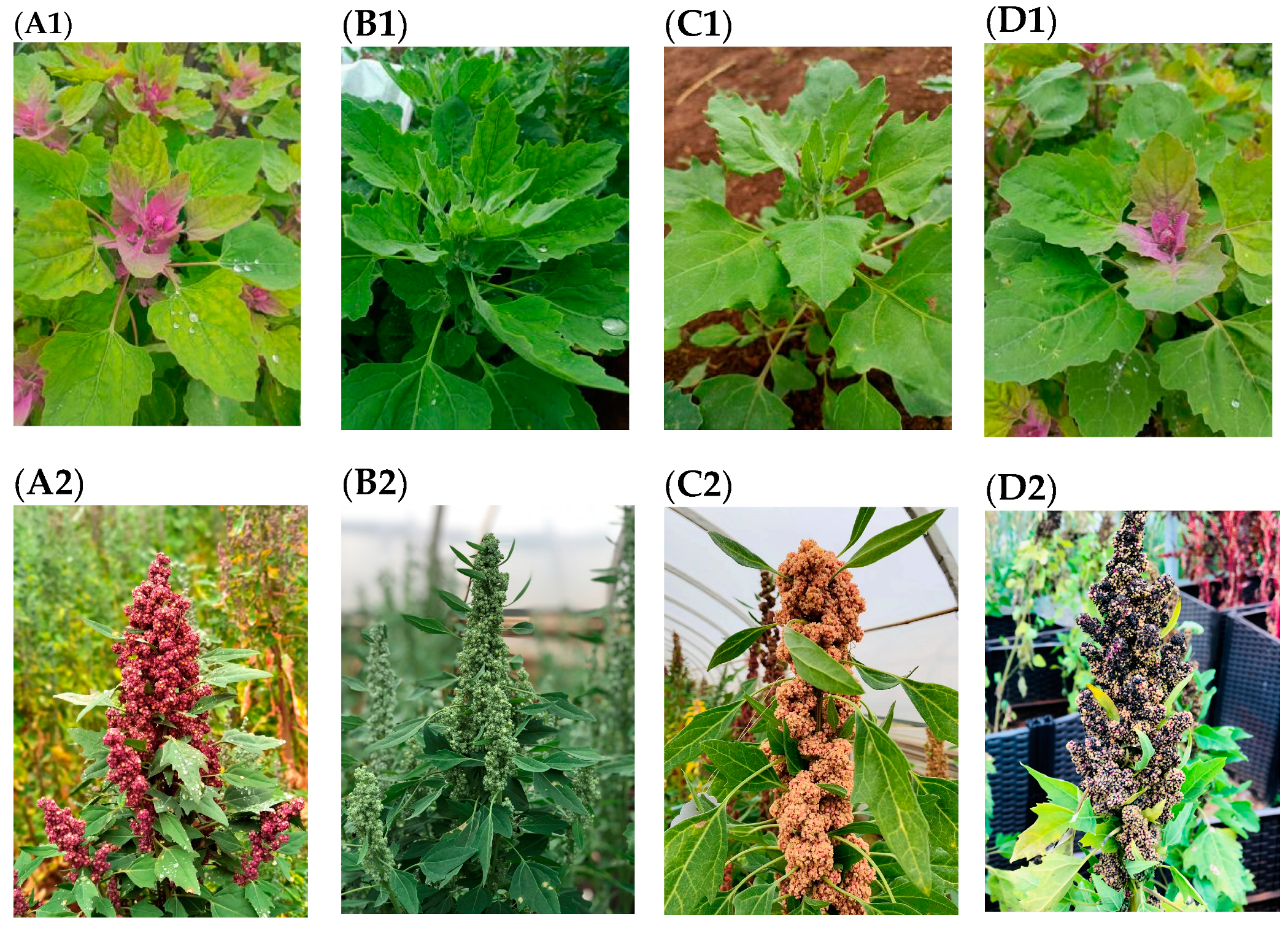 Metabolites 13 01065 g001a
