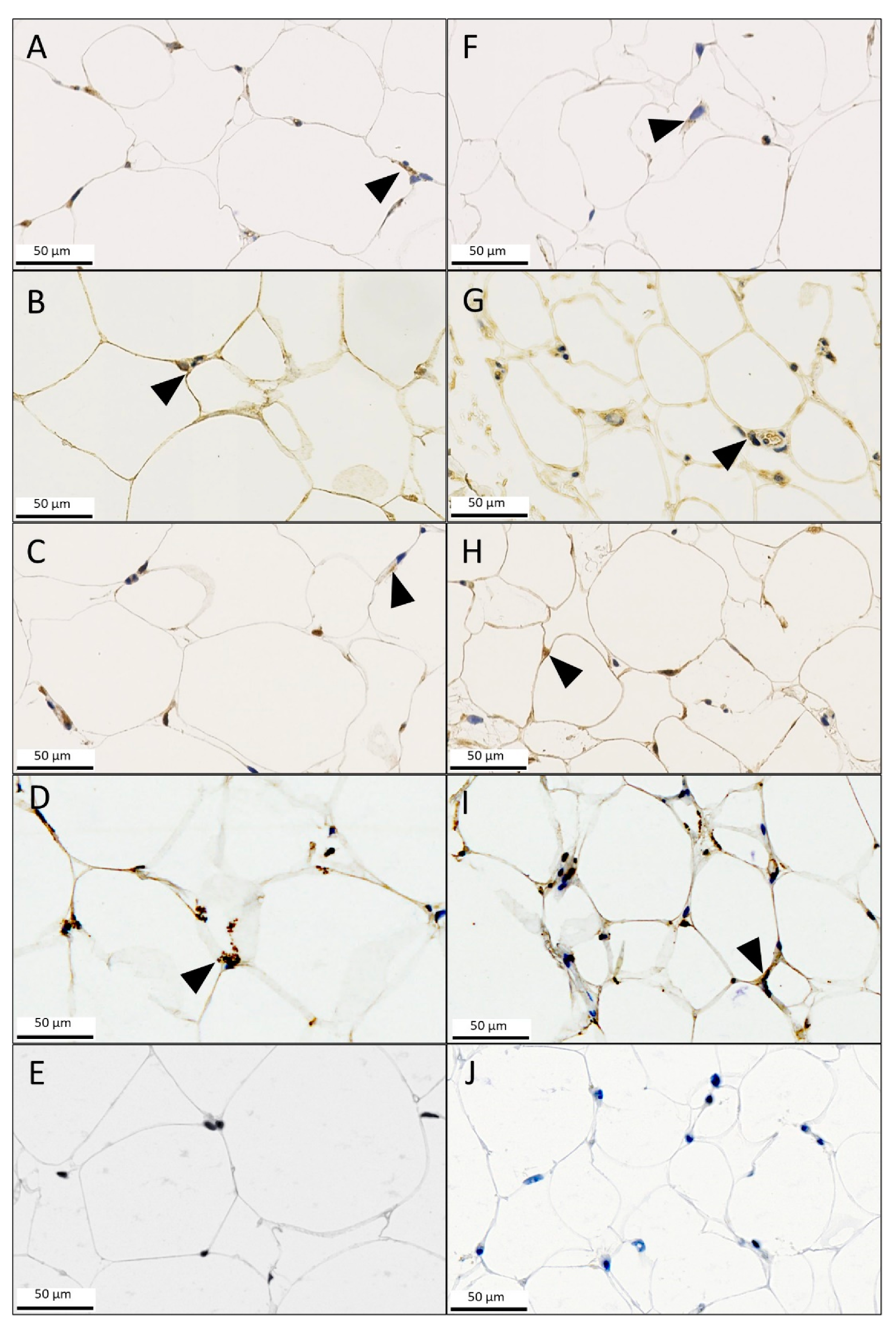 Metabolites 13 01105 g004