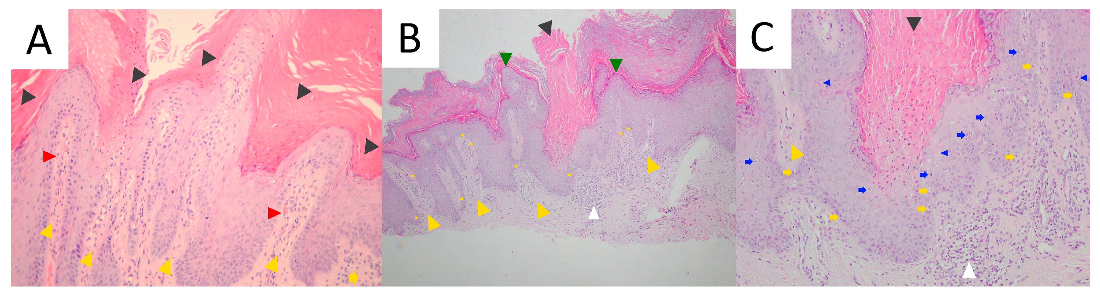 Metabolites 13 01176 g017